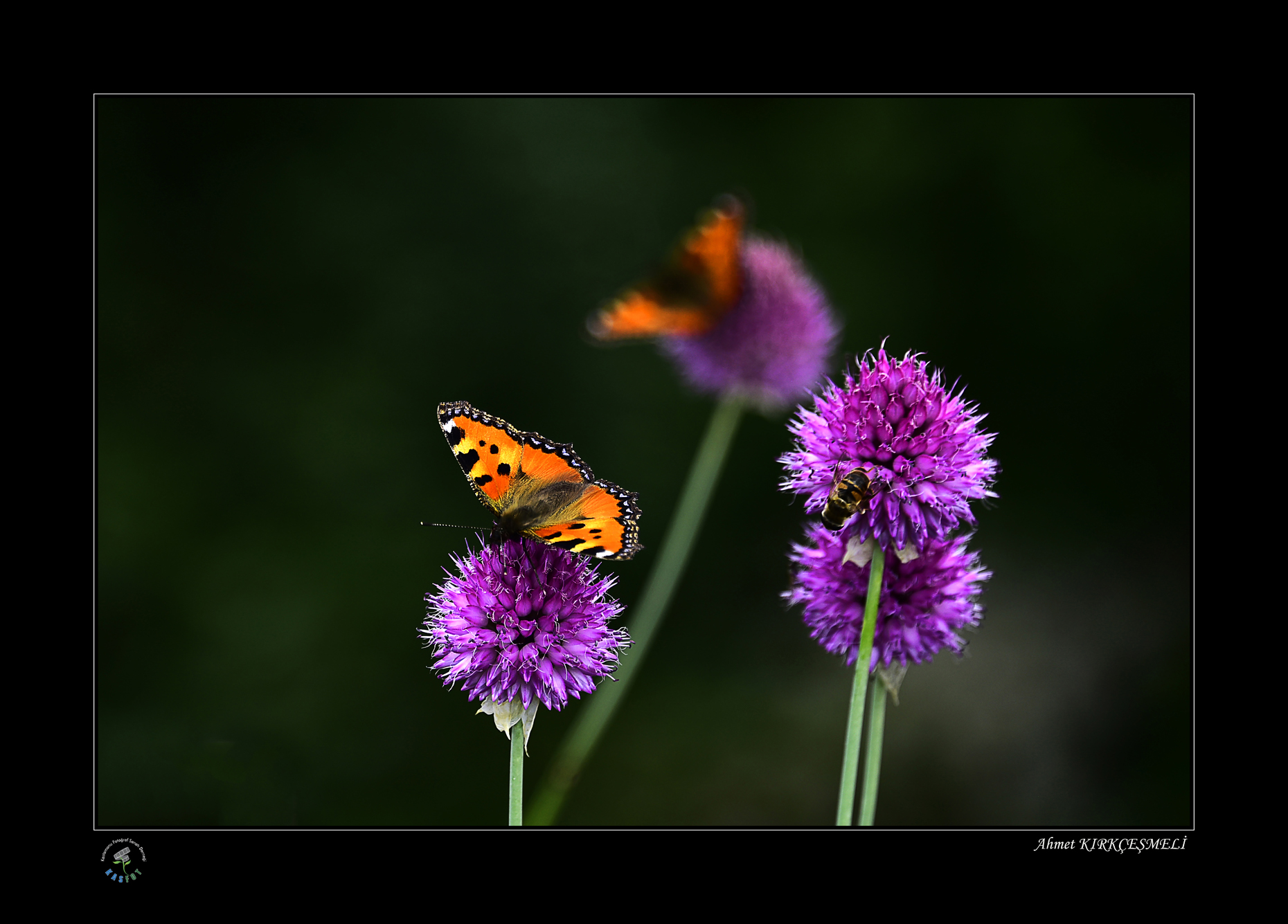 2020 Makro Sergisi Fotoğrafları