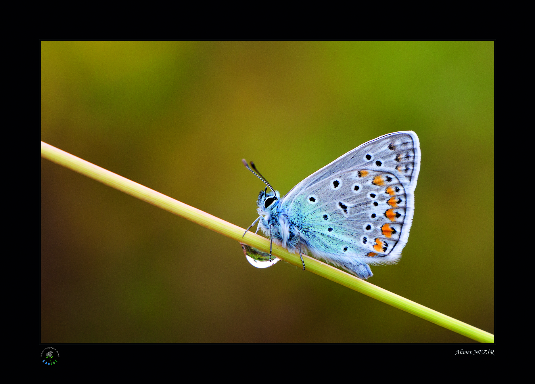 2020 Makro Sergisi Fotoğrafları