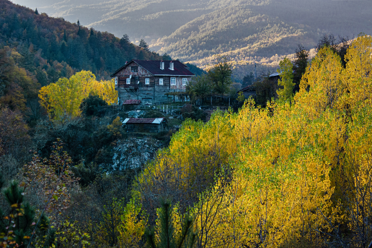2024 Geleceğe Nefes Ormanlarımız Sergi Fotoğrafları