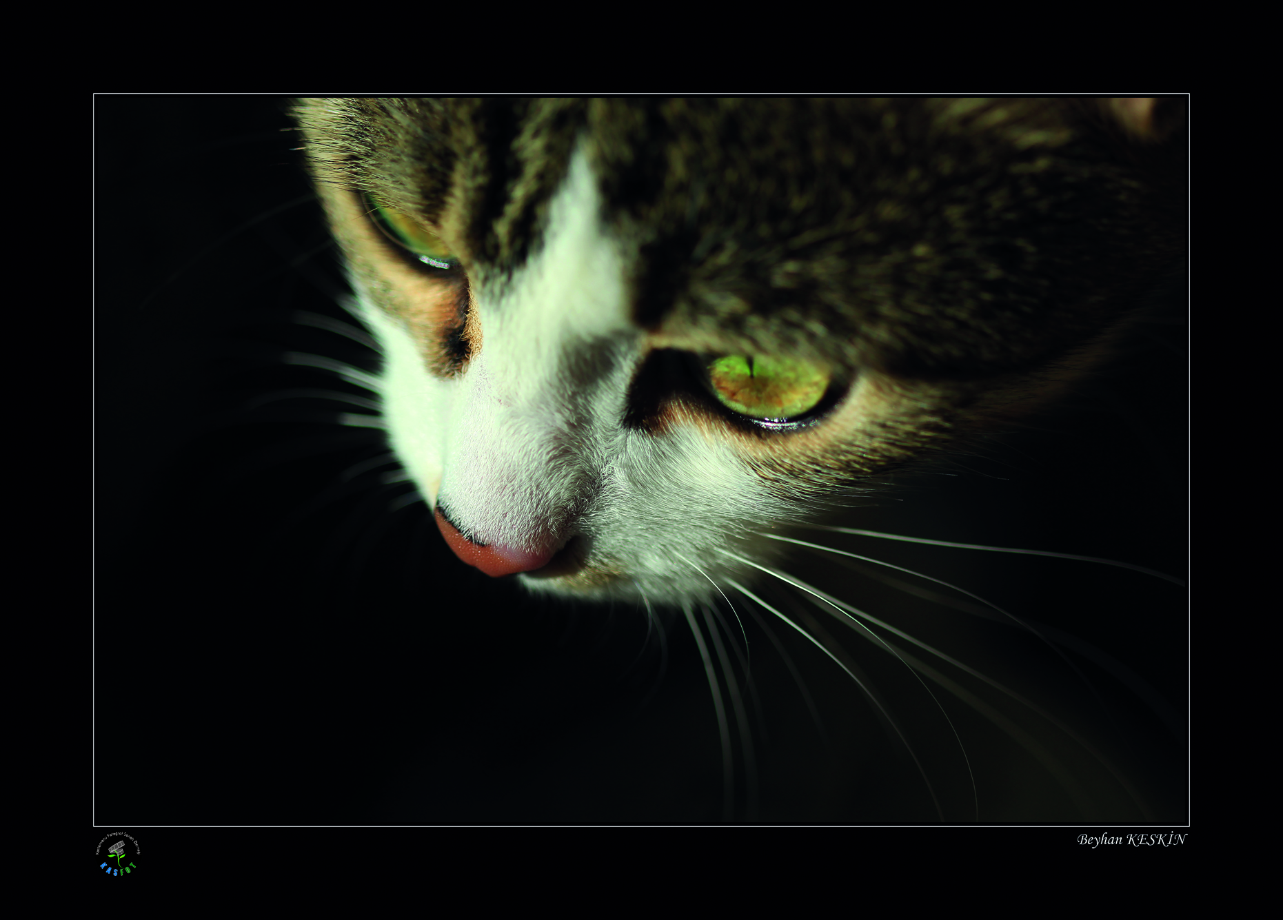 2020 Makro Sergisi Fotoğrafları