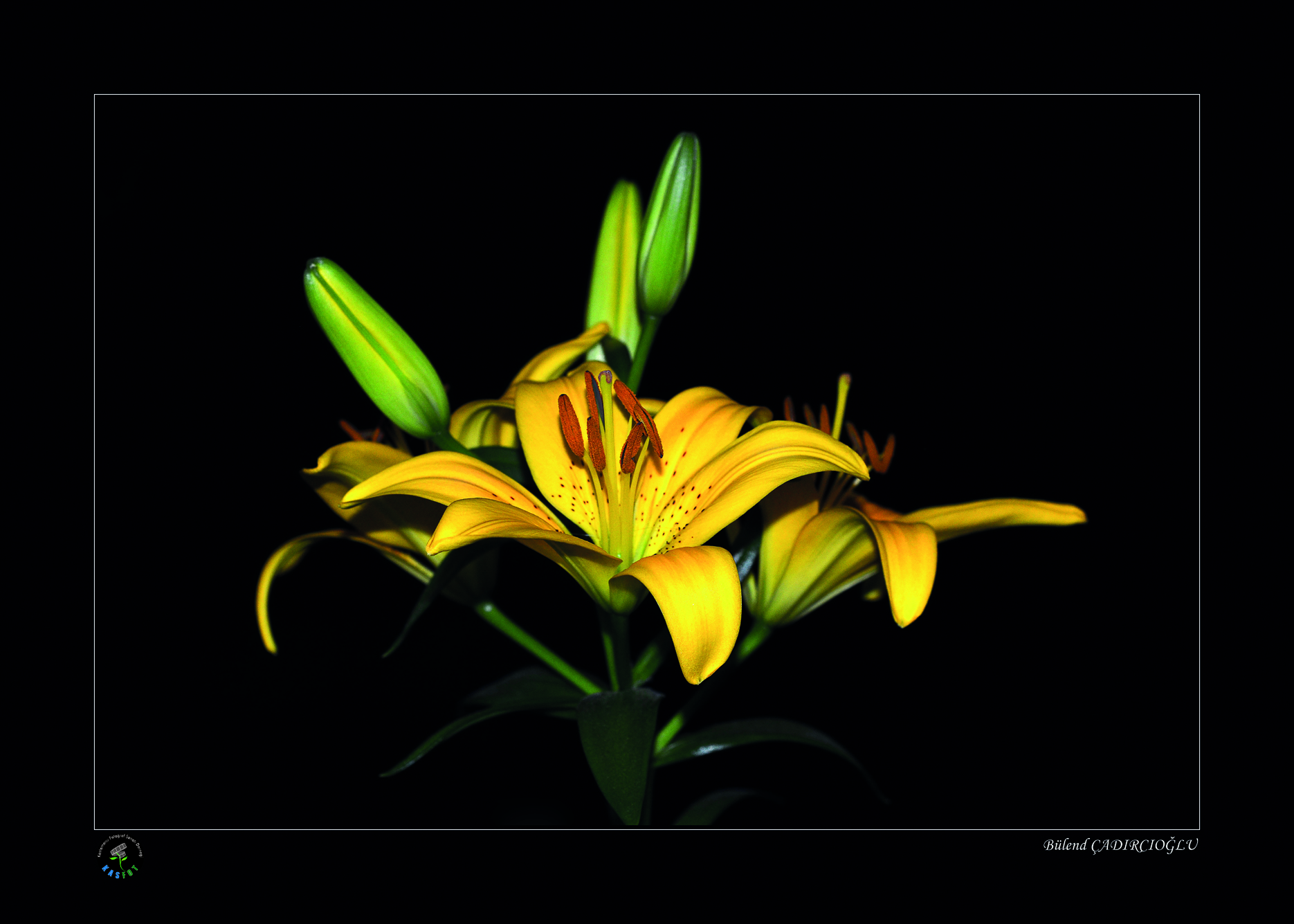 2020 Makro Sergisi Fotoğrafları