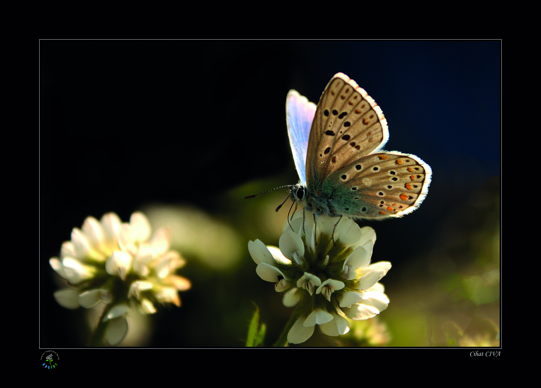 2020 Makro Sergisi Fotoğrafları