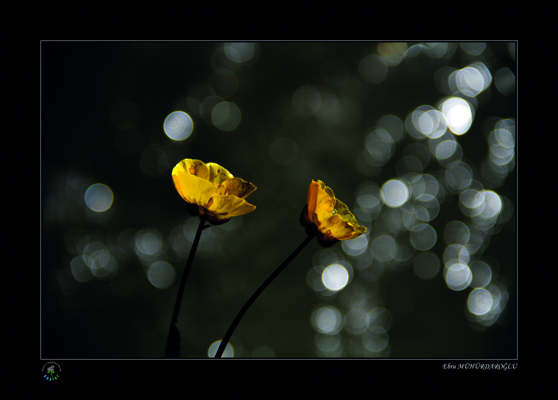 2020 Makro Sergisi Fotoğrafları