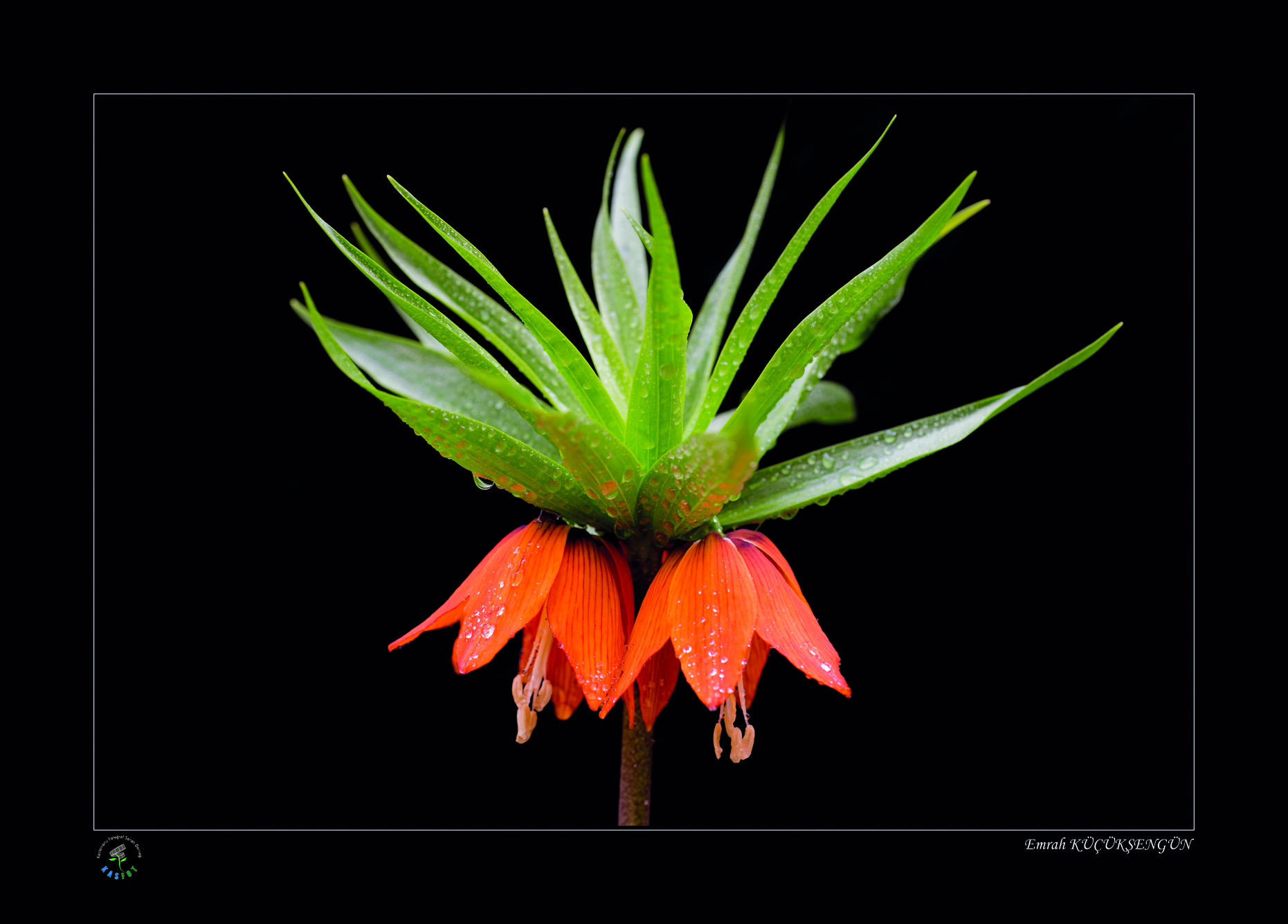 2020 Makro Sergisi Fotoğrafları