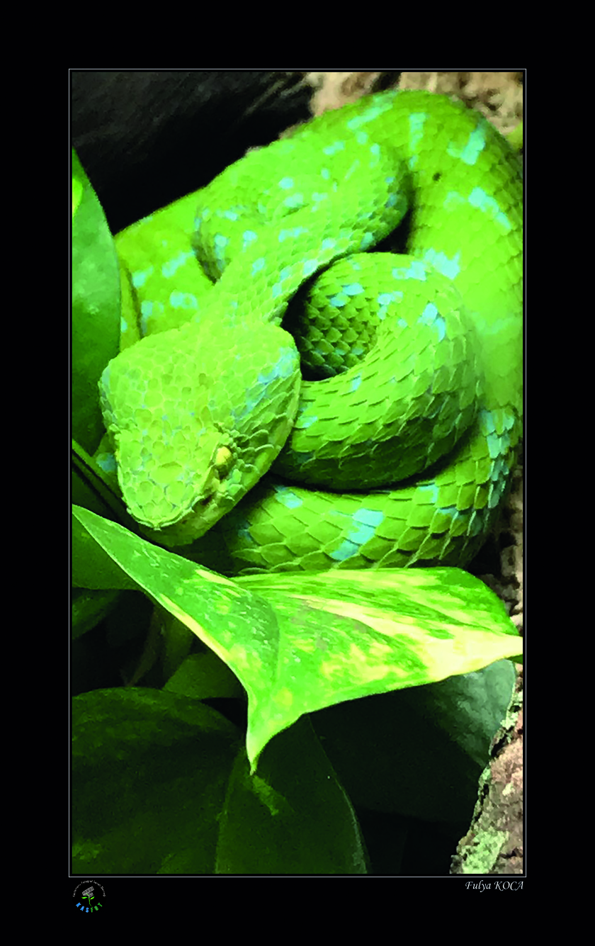 2020 Makro Sergisi Fotoğrafları