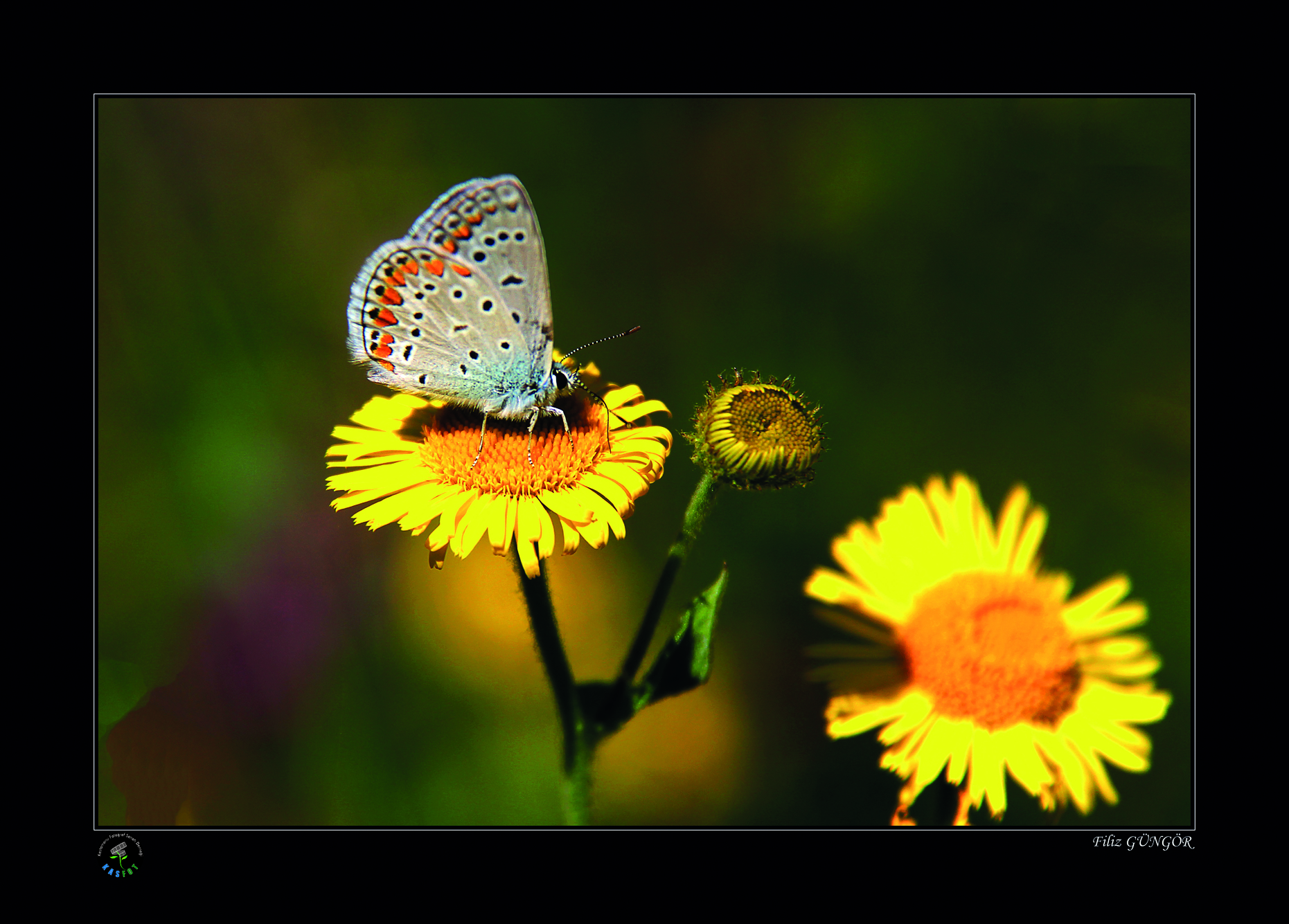 2020 Makro Sergisi Fotoğrafları