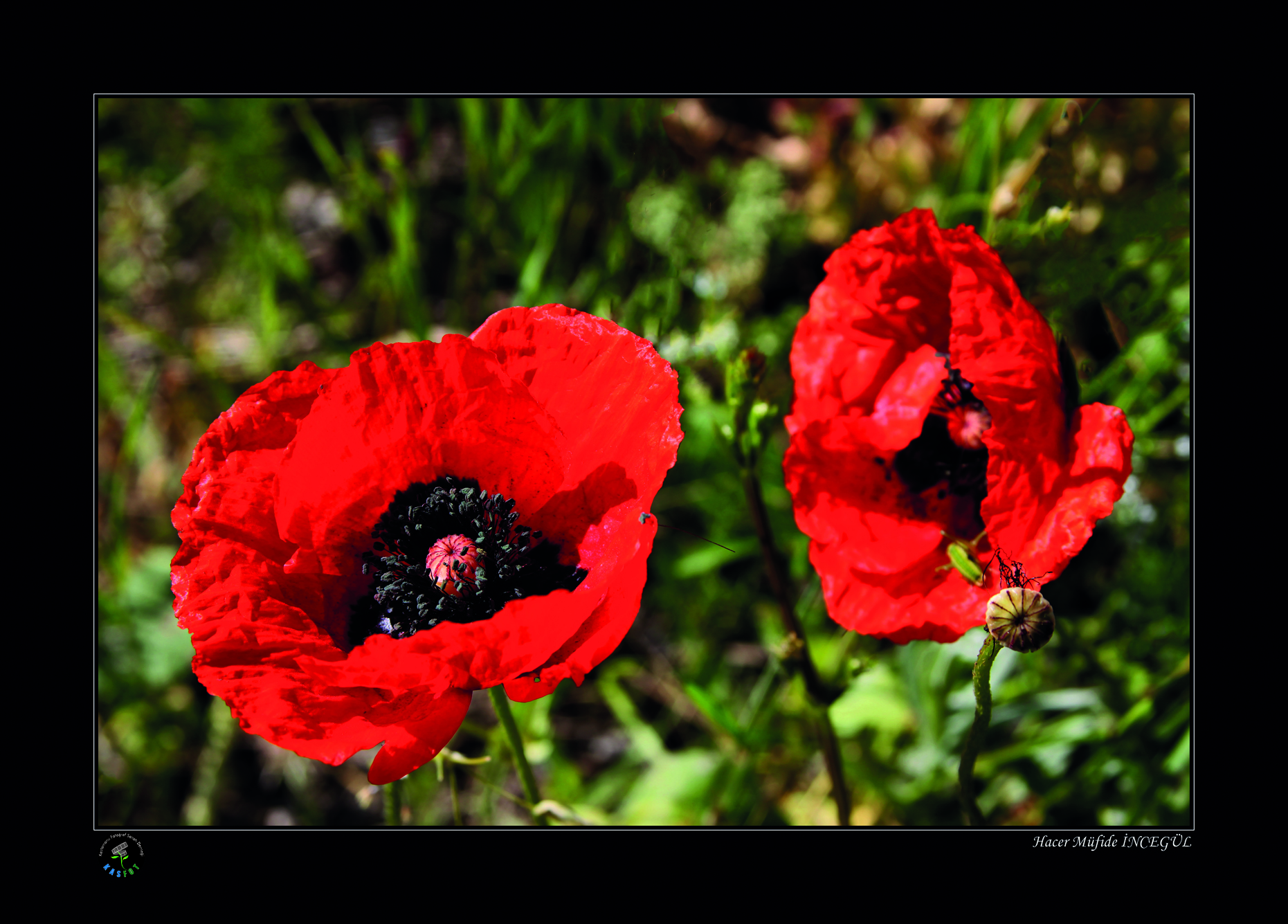 2020 Makro Sergisi Fotoğrafları
