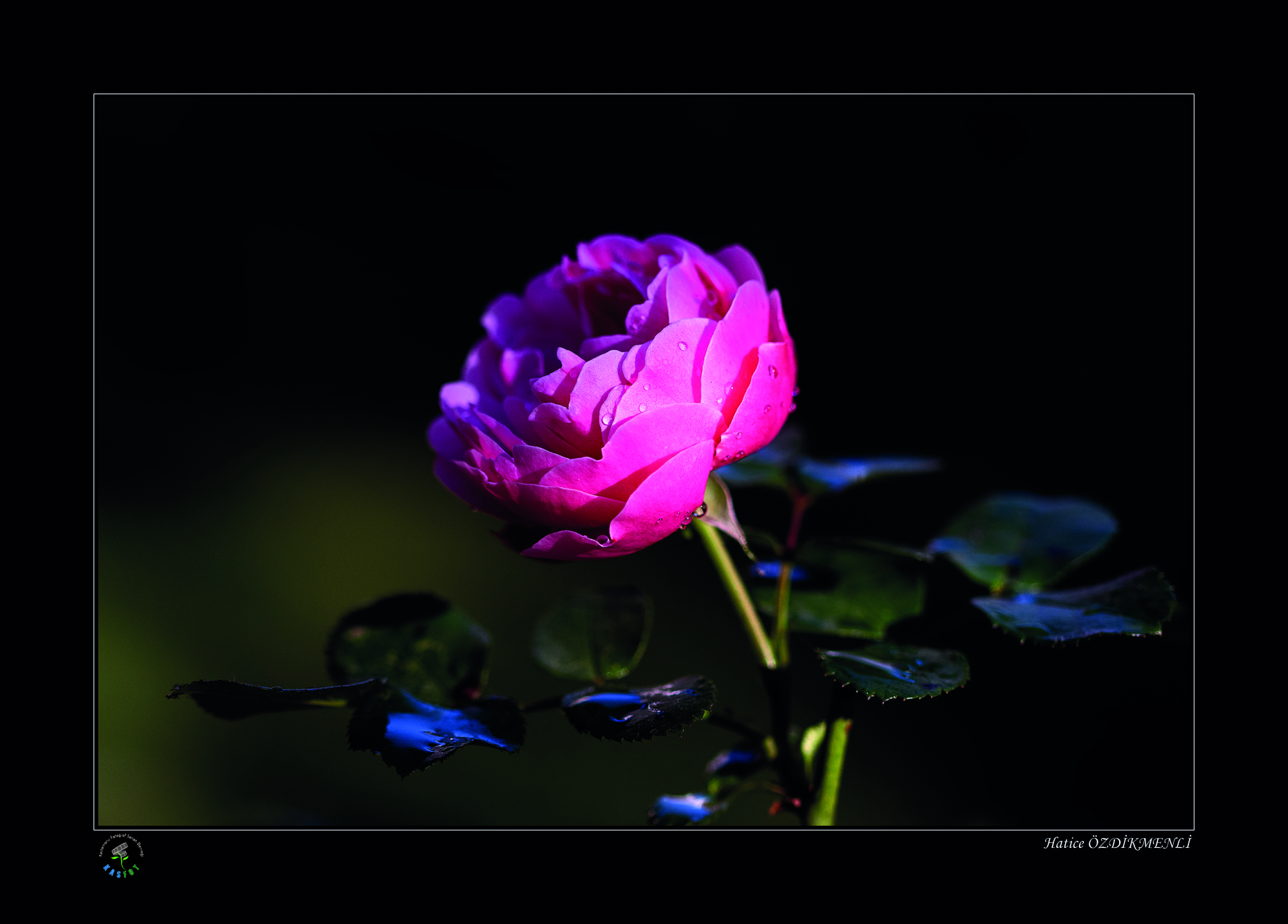 2020 Makro Sergisi Fotoğrafları