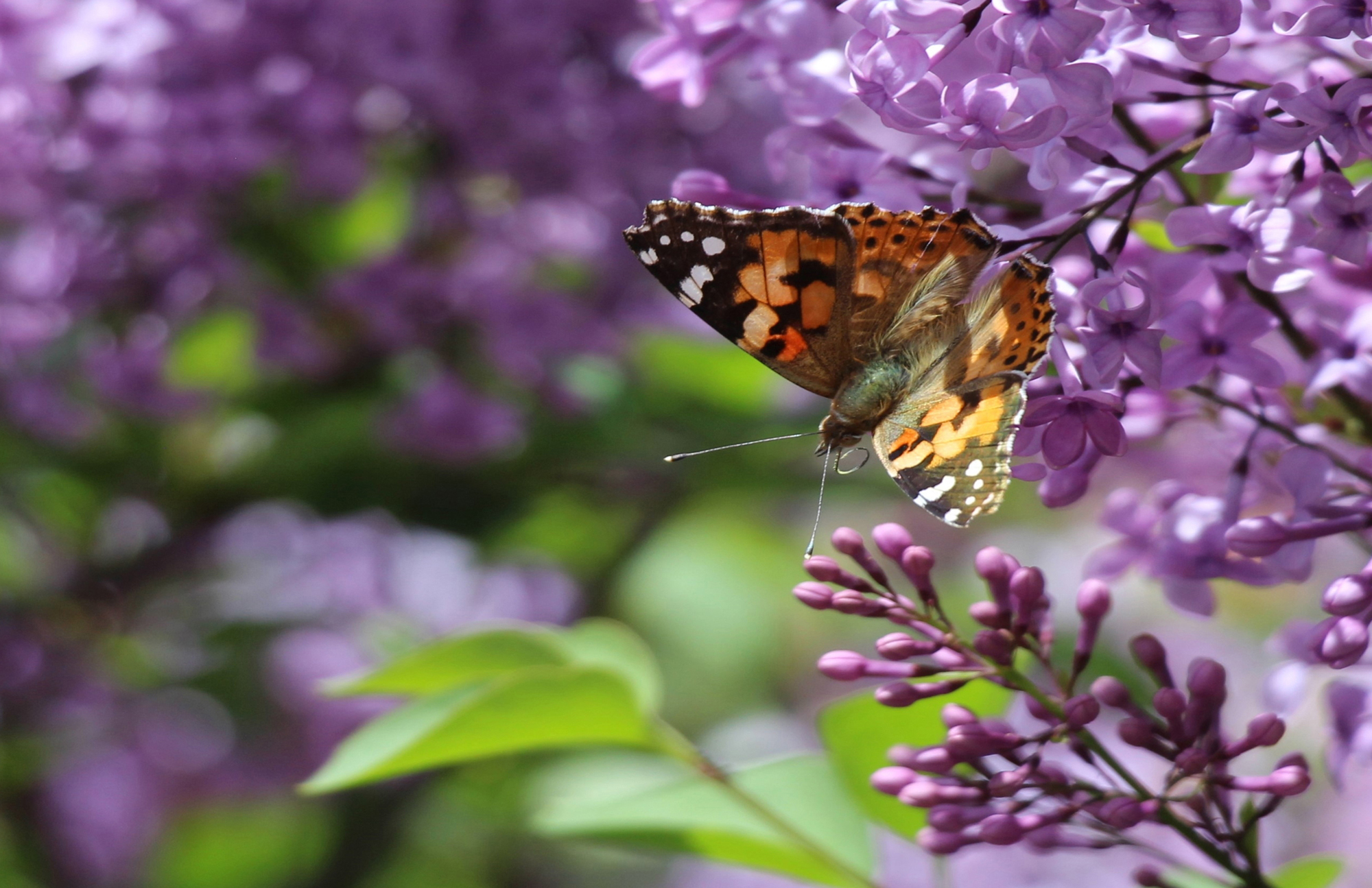 KASTAMONU'NUN RENKLERİ FOTOĞRAF SERGİSİ 2025