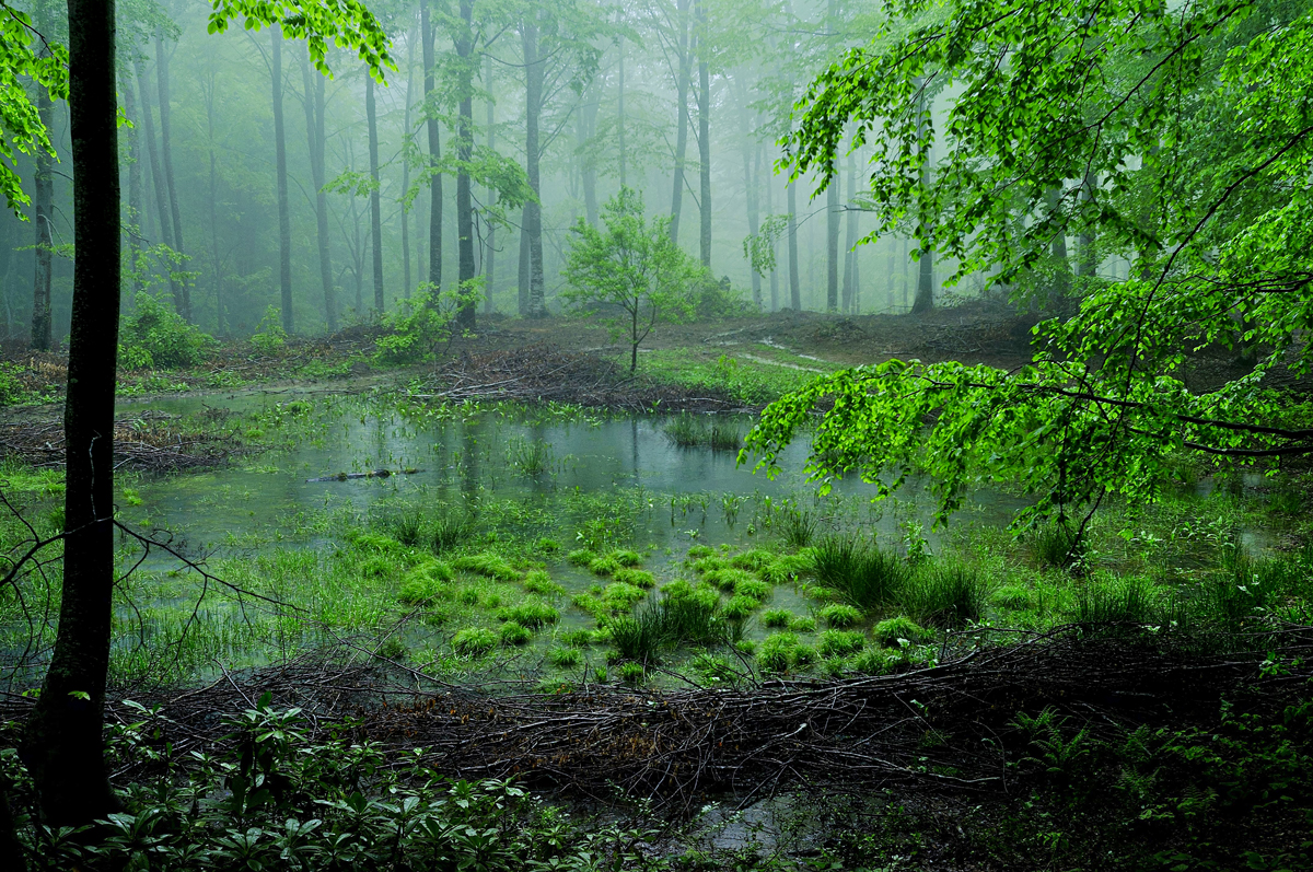2024 Geleceğe Nefes Ormanlarımız Sergi Fotoğrafları