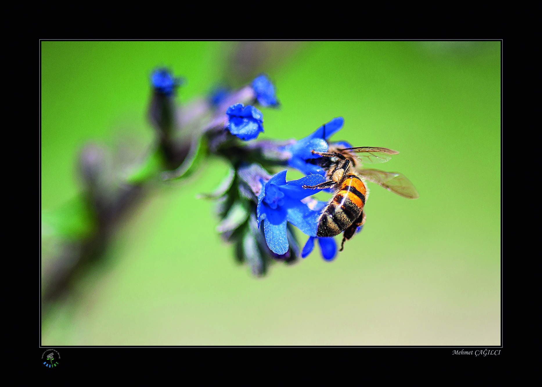 2020 Makro Sergisi Fotoğrafları