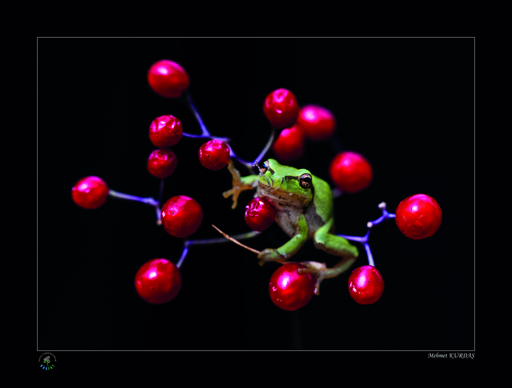 2020 Makro Sergisi Fotoğrafları