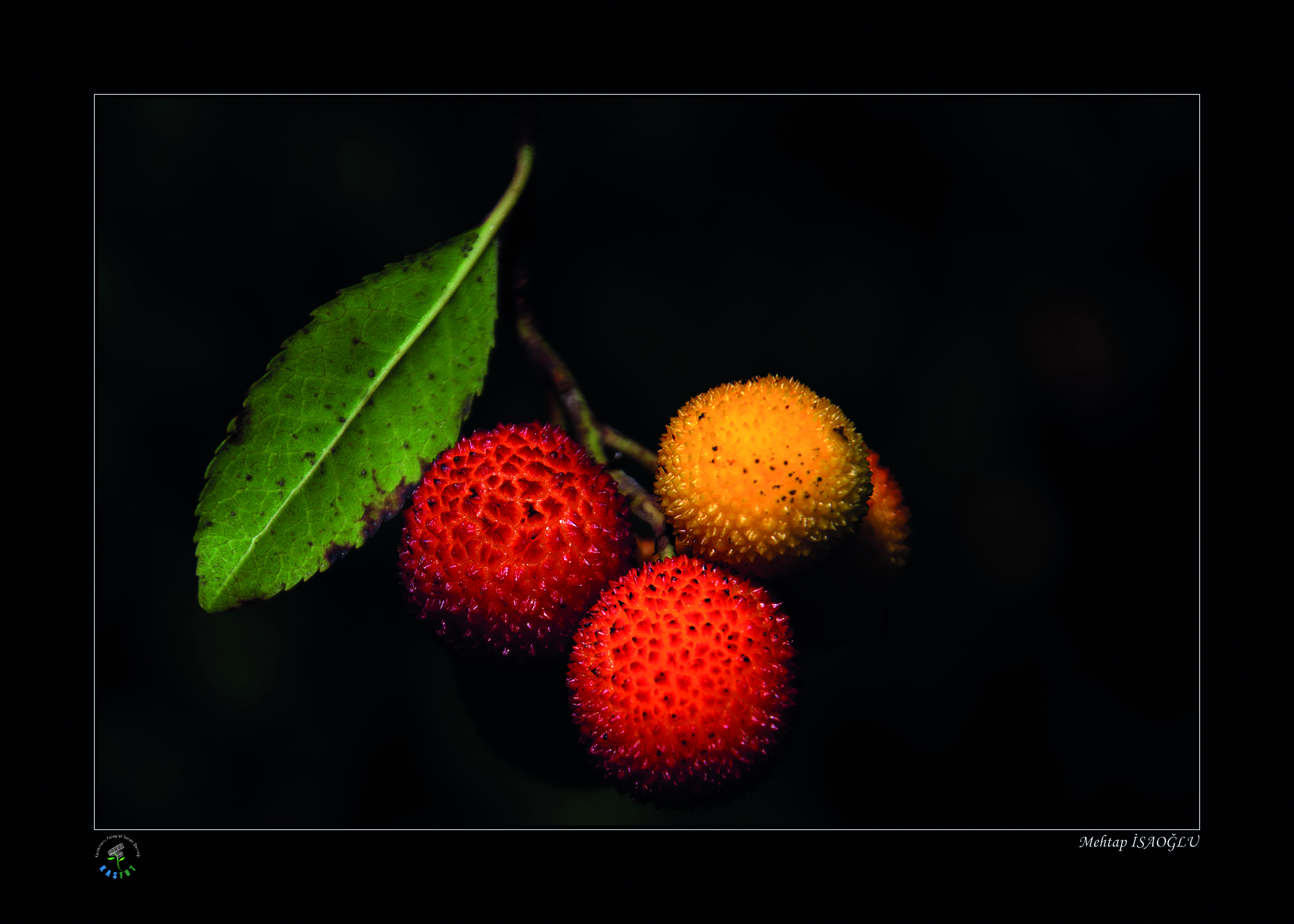 2020 Makro Sergisi Fotoğrafları