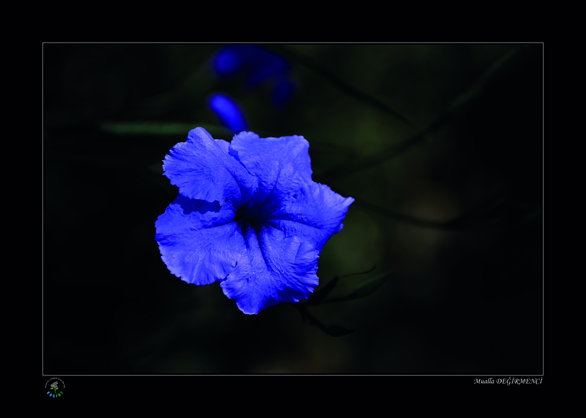 2020 Makro Sergisi Fotoğrafları