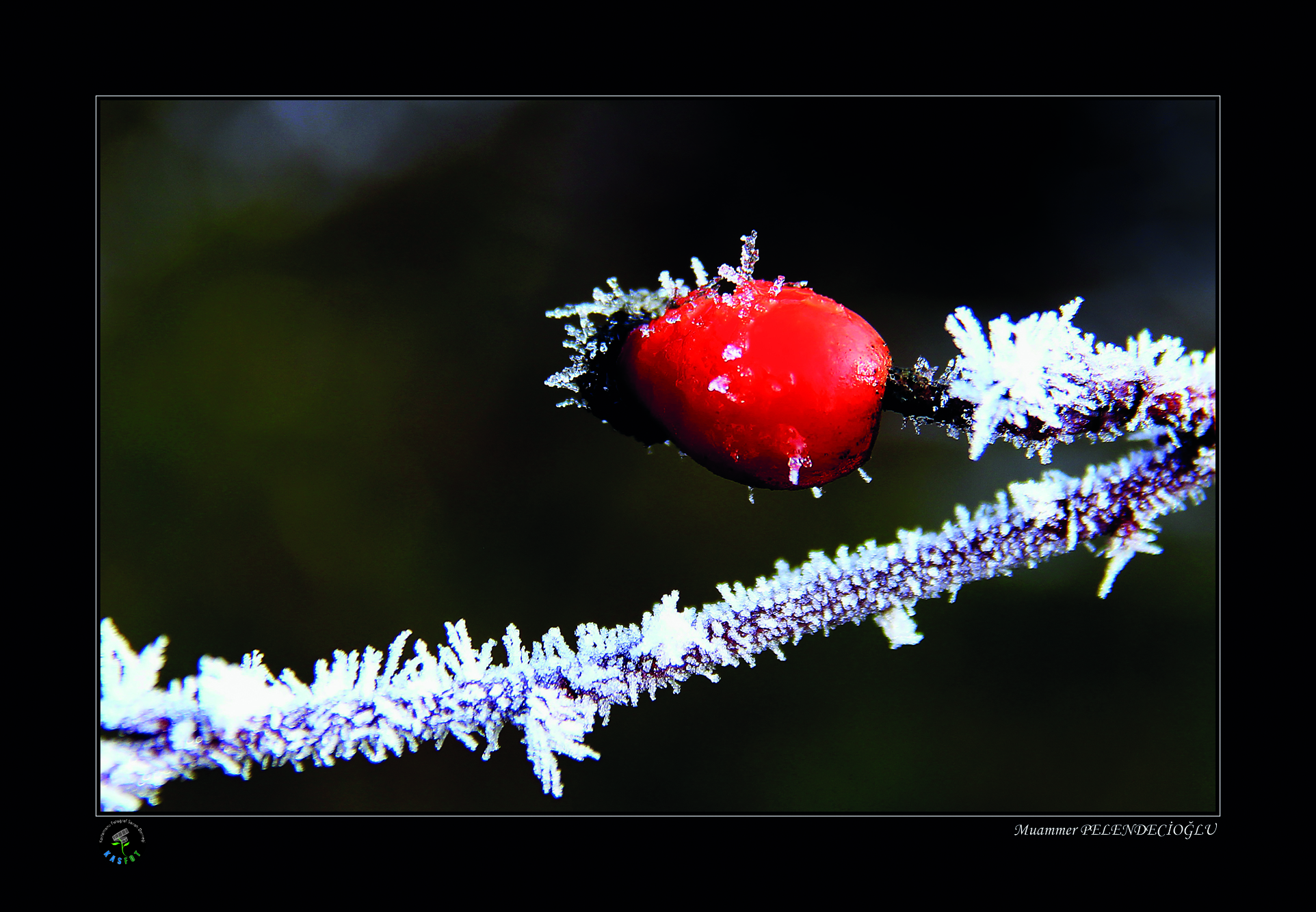 2020 Makro Sergisi Fotoğrafları