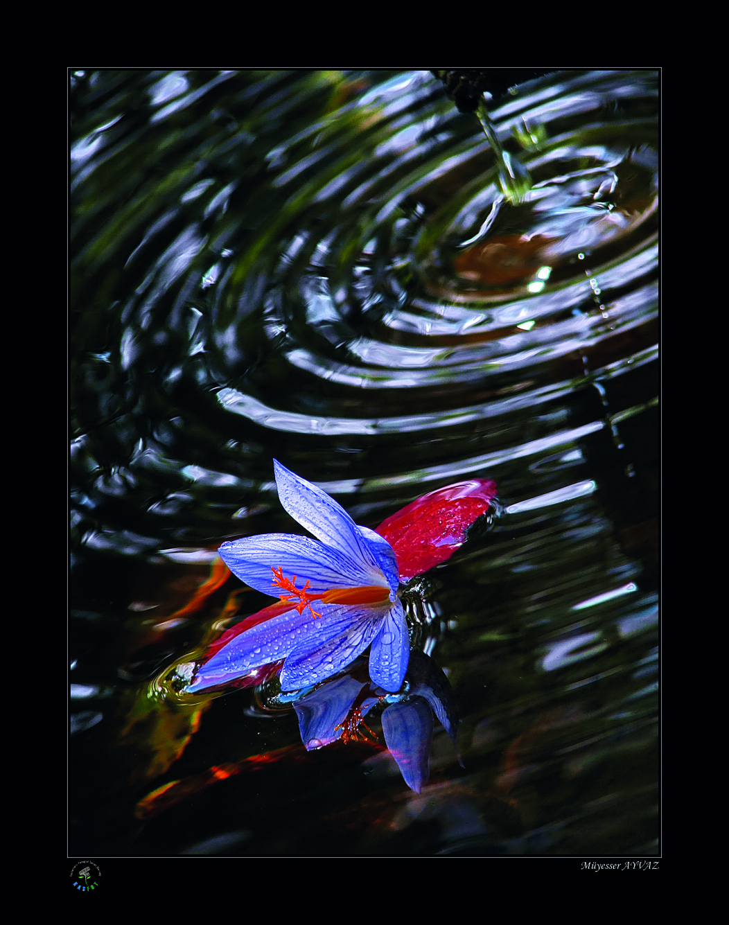 2020 Makro Sergisi Fotoğrafları