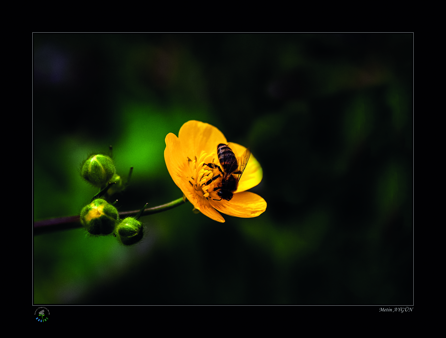 2020 Makro Sergisi Fotoğrafları