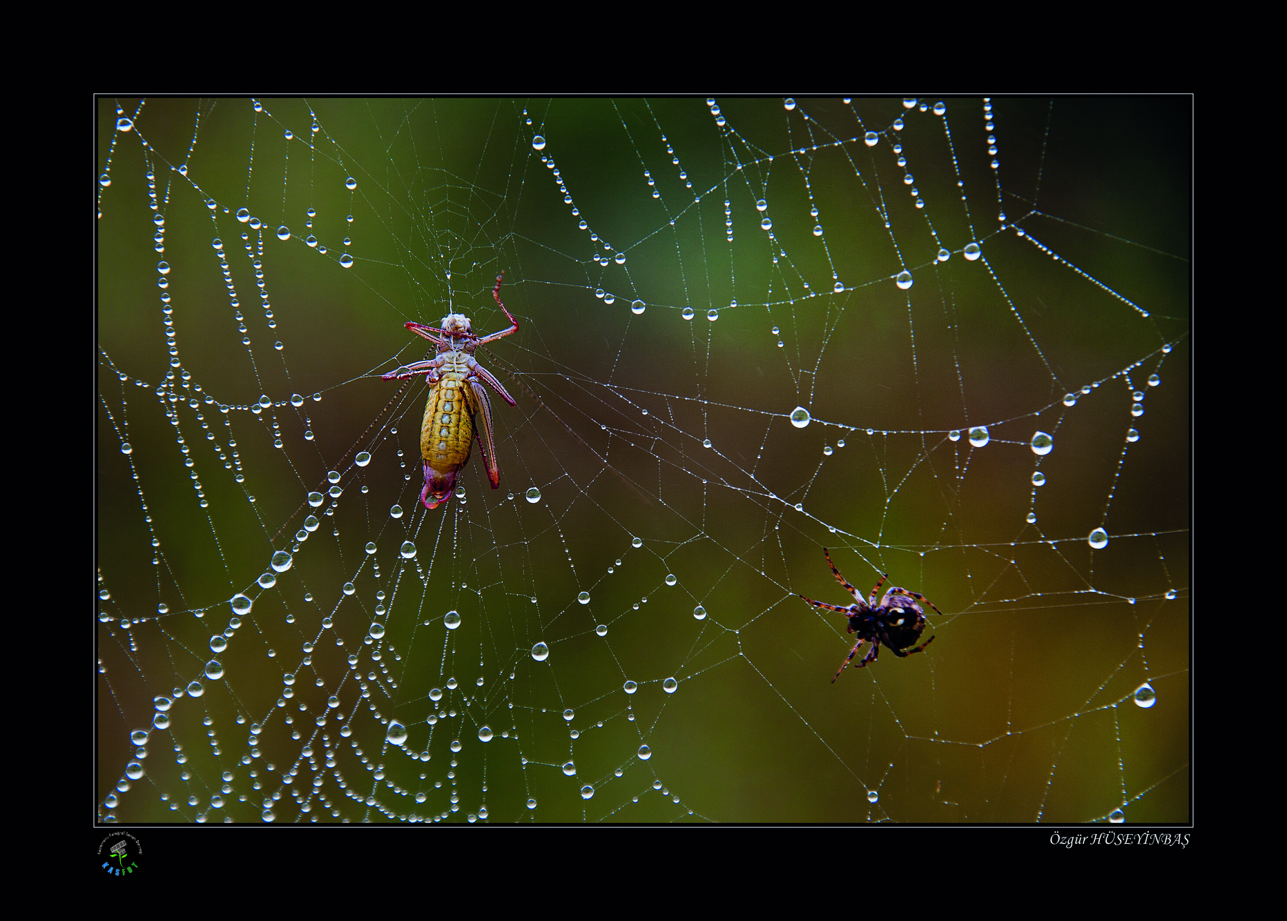 2020 Makro Sergisi Fotoğrafları