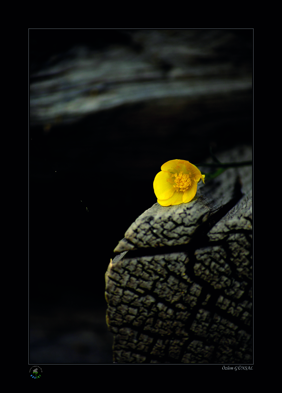 2020 Makro Sergisi Fotoğrafları