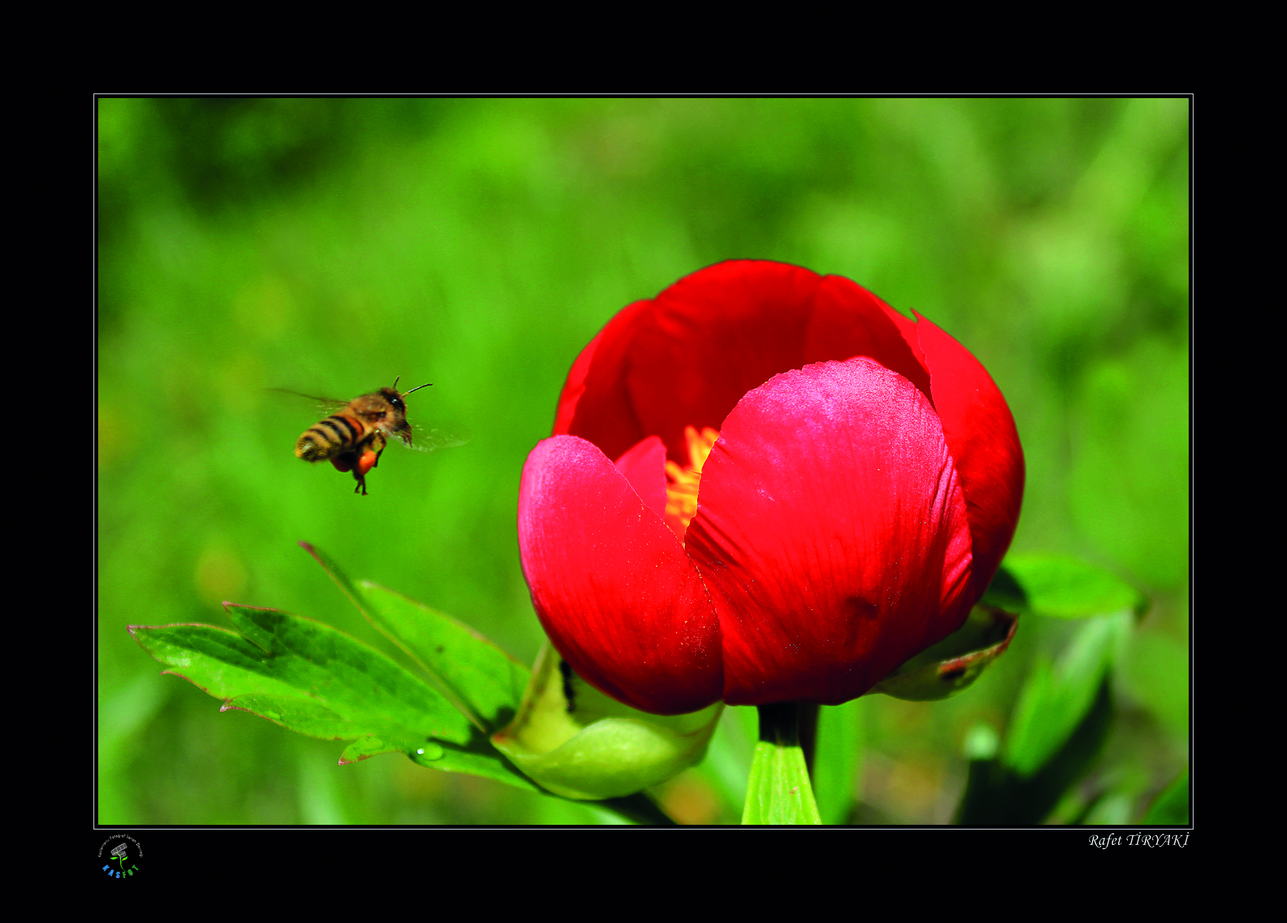 2020 Makro Sergisi Fotoğrafları