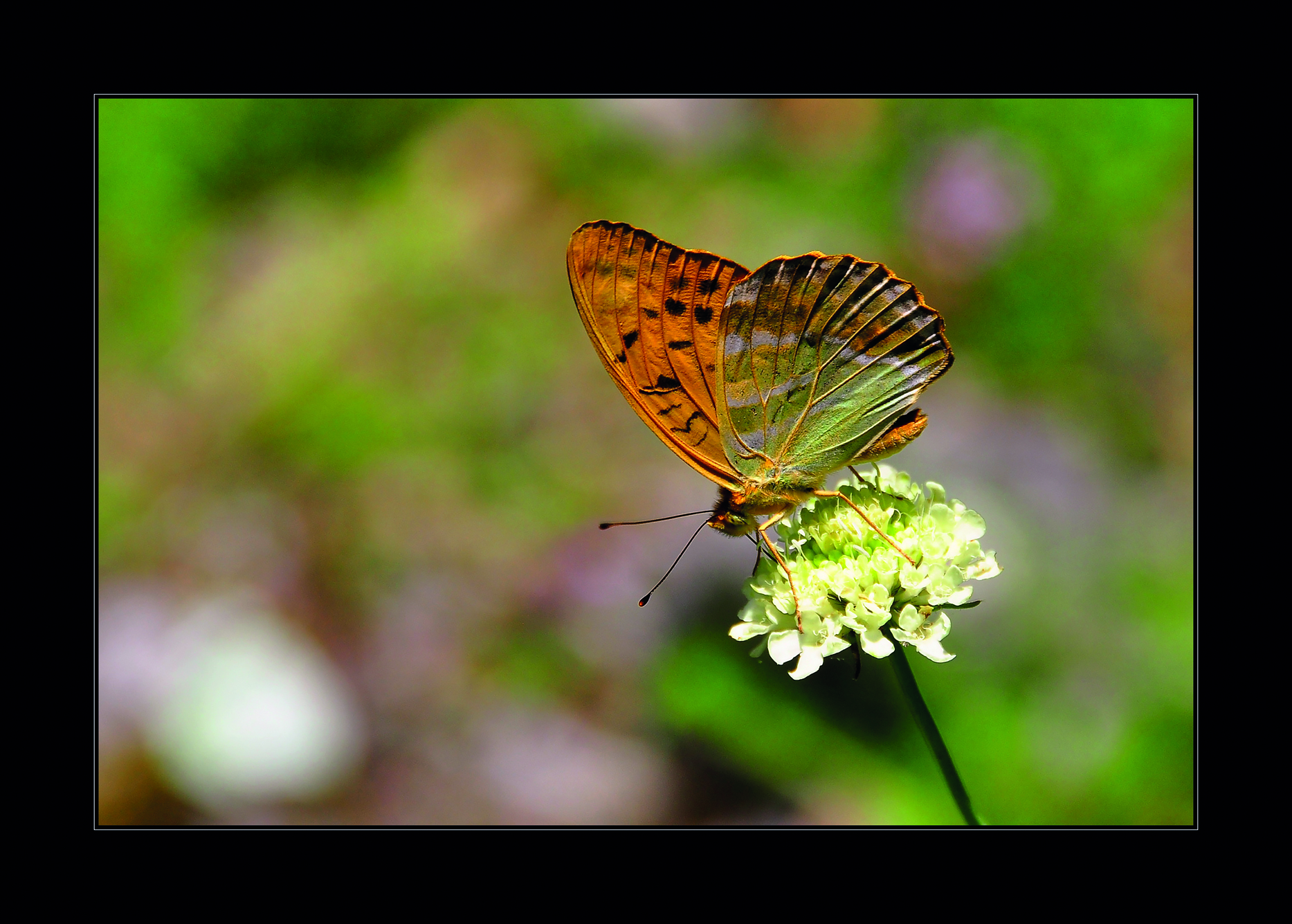 2020 Makro Sergisi Fotoğrafları