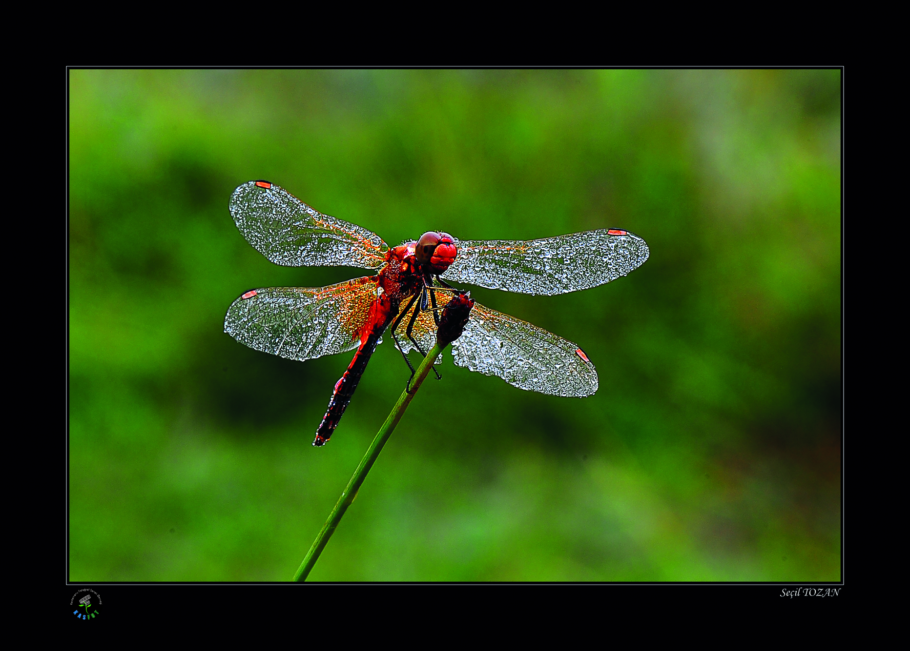 2020 Makro Sergisi Fotoğrafları