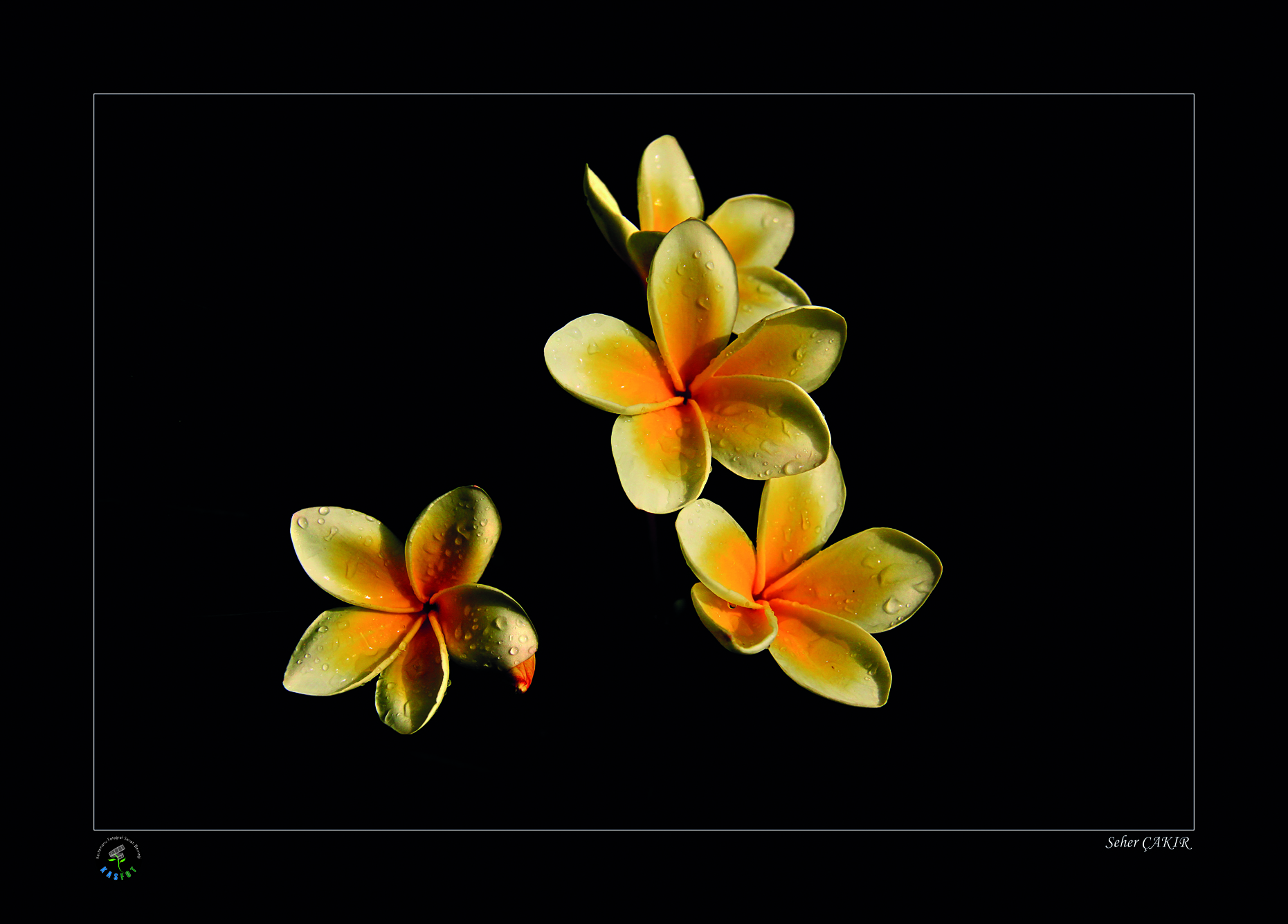 2020 Makro Sergisi Fotoğrafları