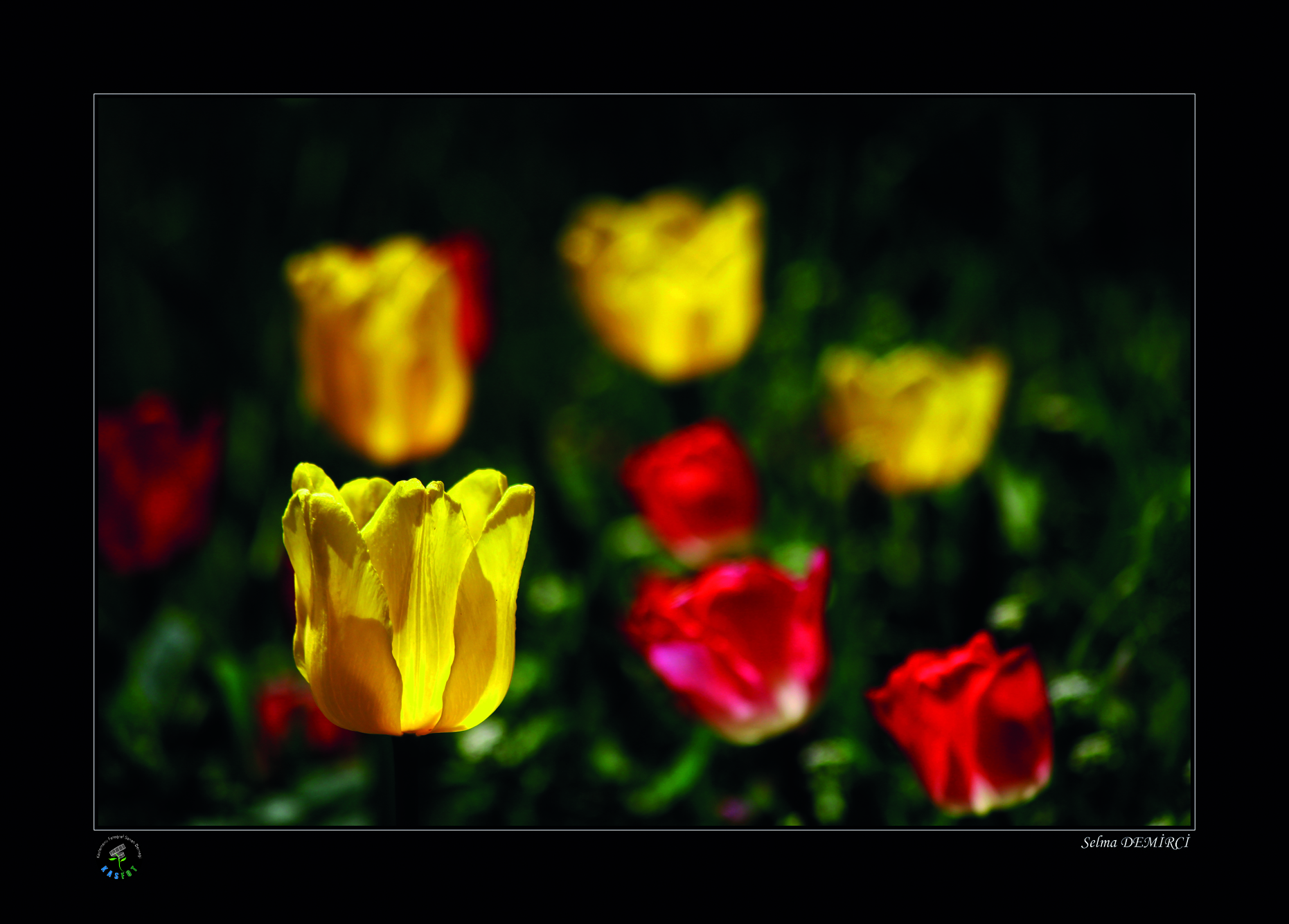 2020 Makro Sergisi Fotoğrafları