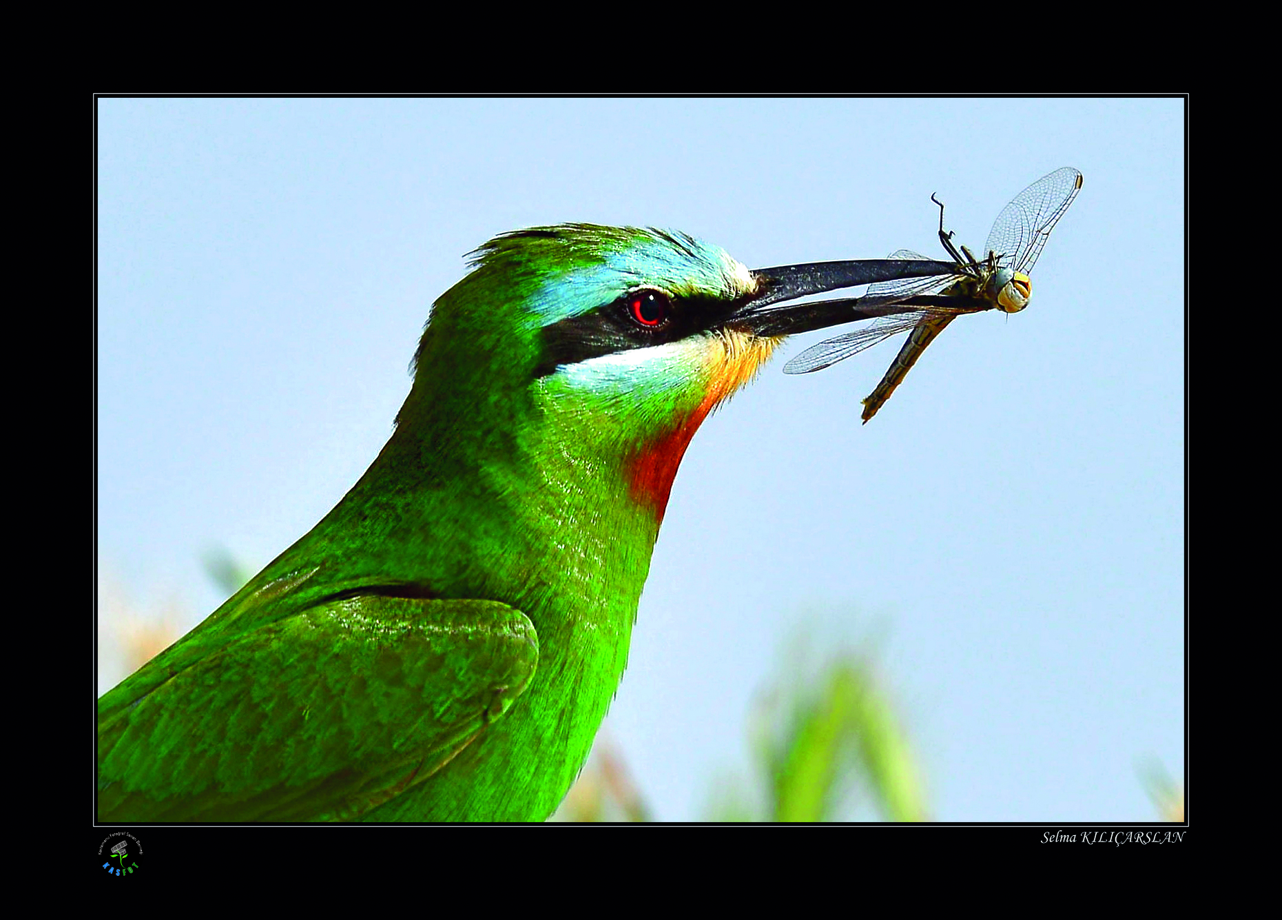 2020 Makro Sergisi Fotoğrafları