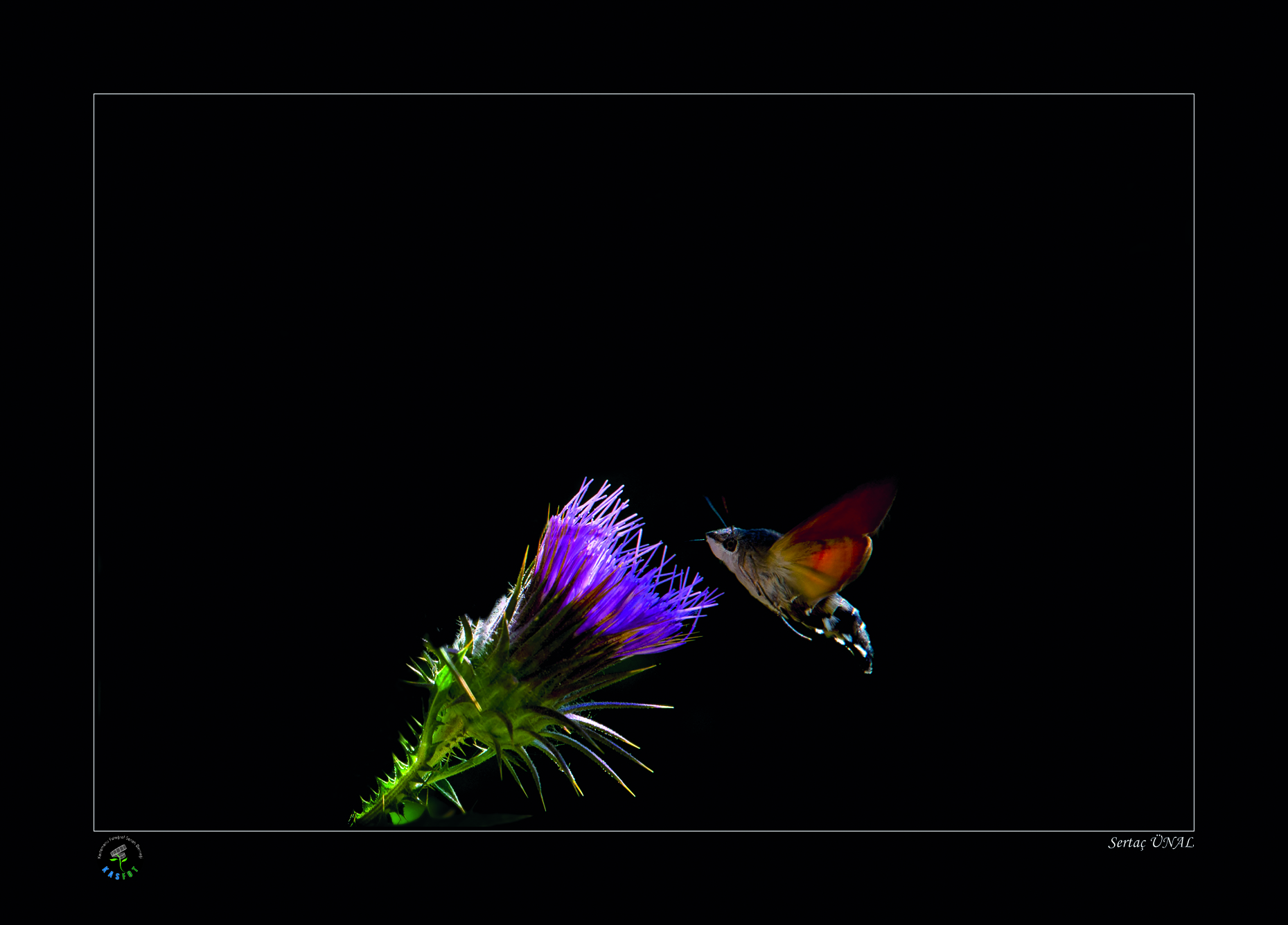 2020 Makro Sergisi Fotoğrafları