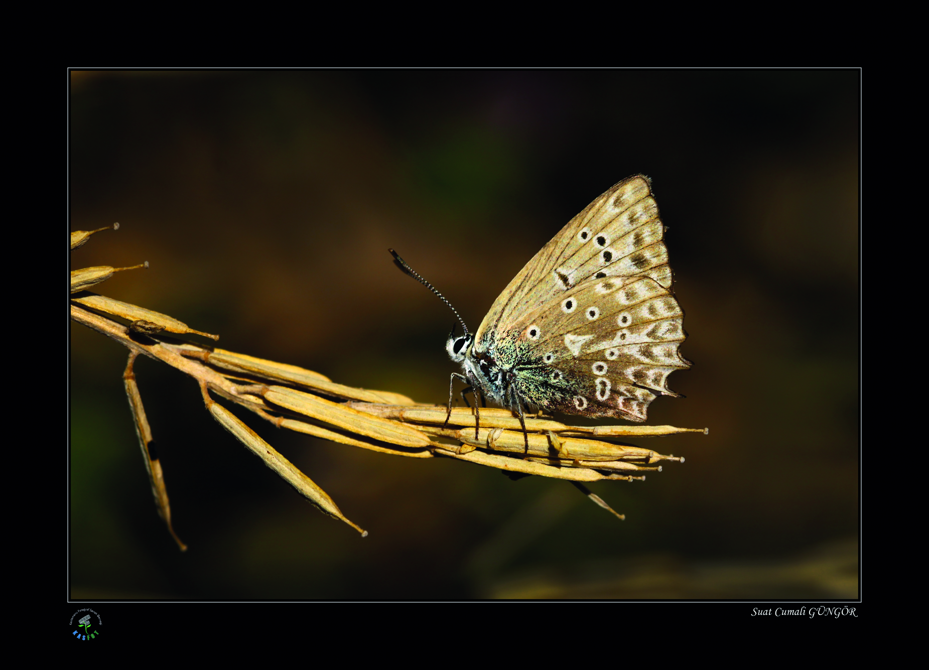 2020 Makro Sergisi Fotoğrafları