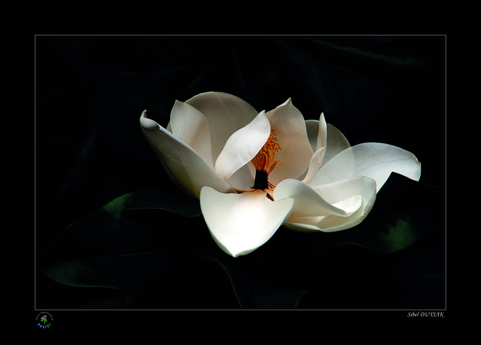 2020 Makro Sergisi Fotoğrafları