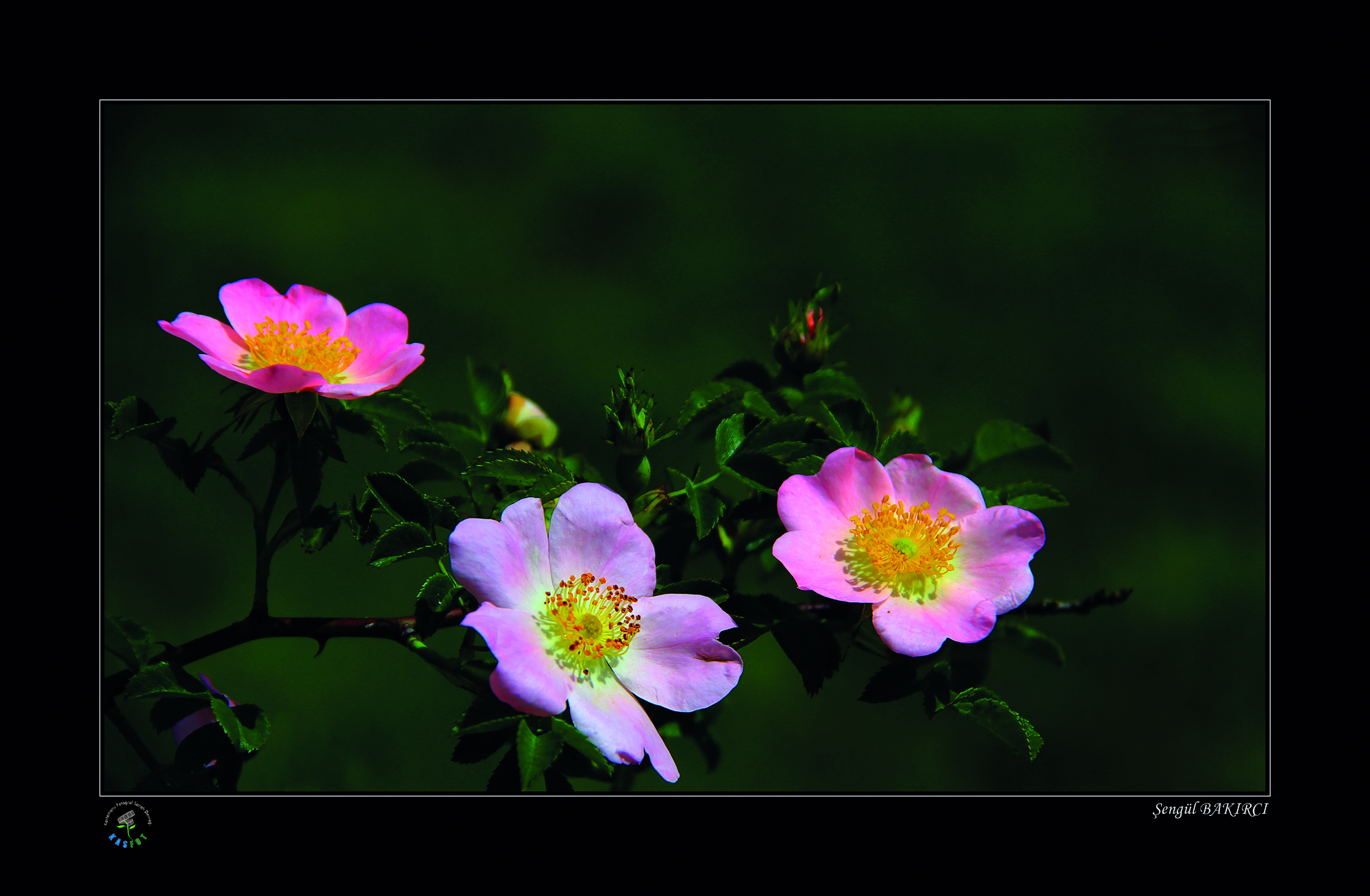 2020 Makro Sergisi Fotoğrafları