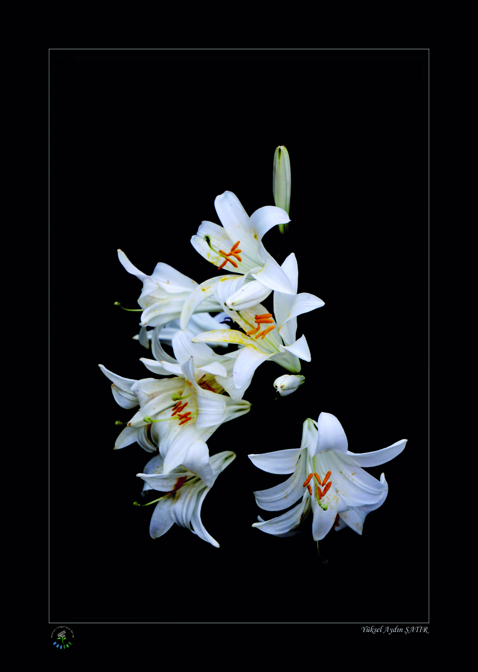 2020 Makro Sergisi Fotoğrafları