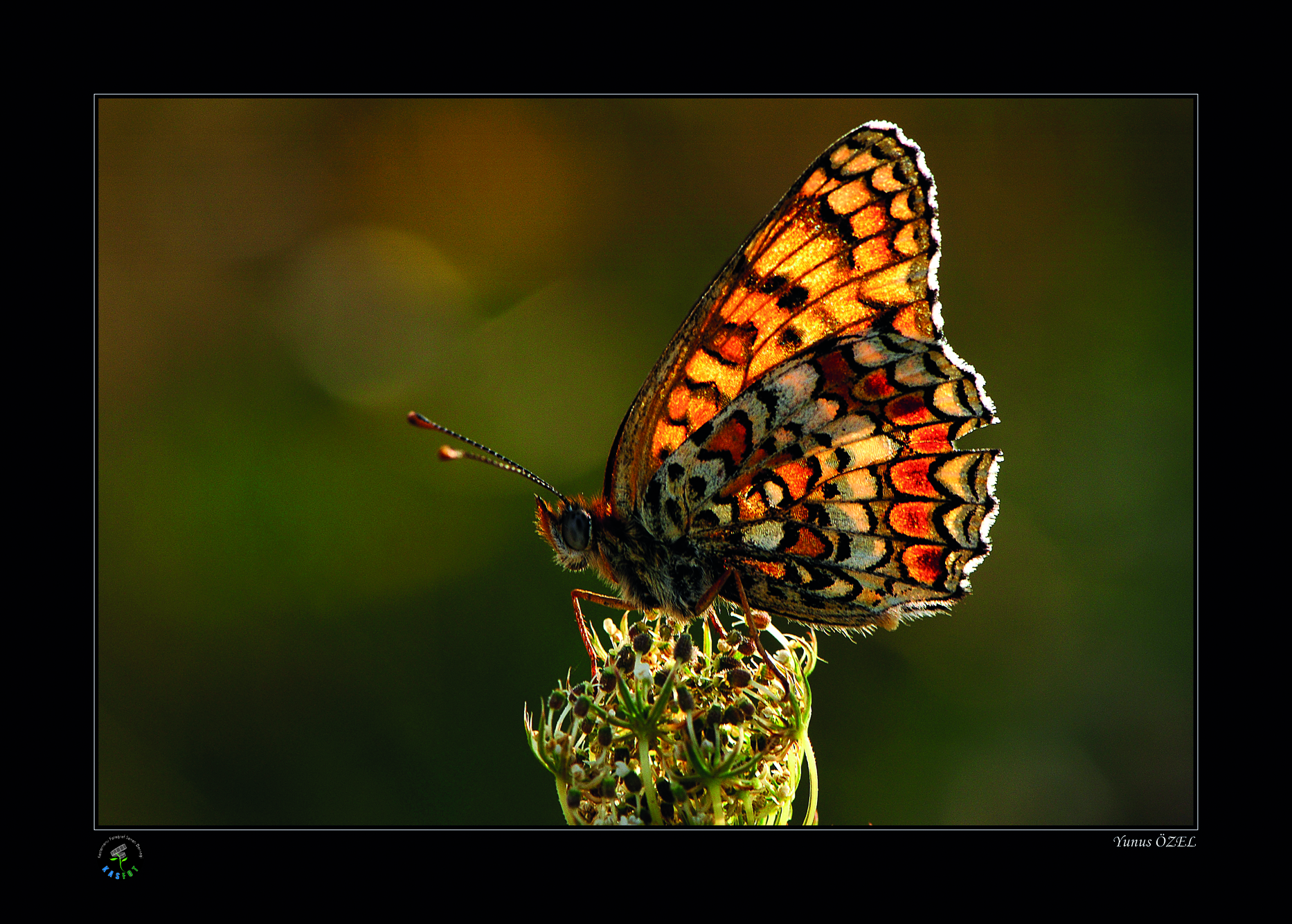 2020 Makro Sergisi Fotoğrafları
