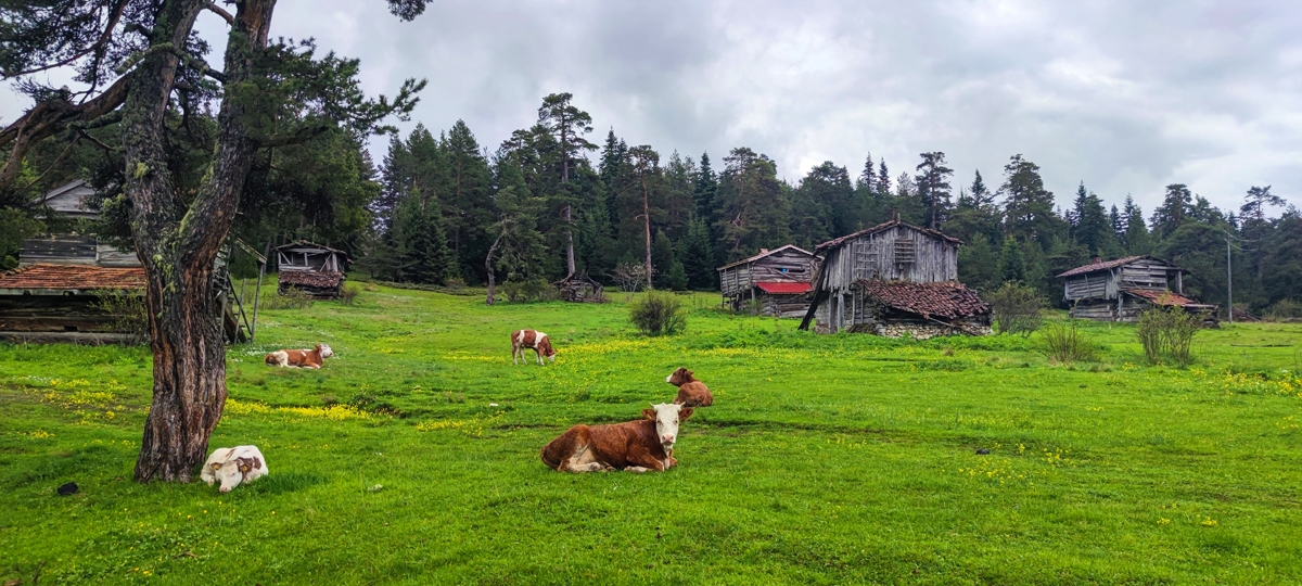 2024 Geleceğe Nefes Ormanlarımız Sergi Fotoğrafları
