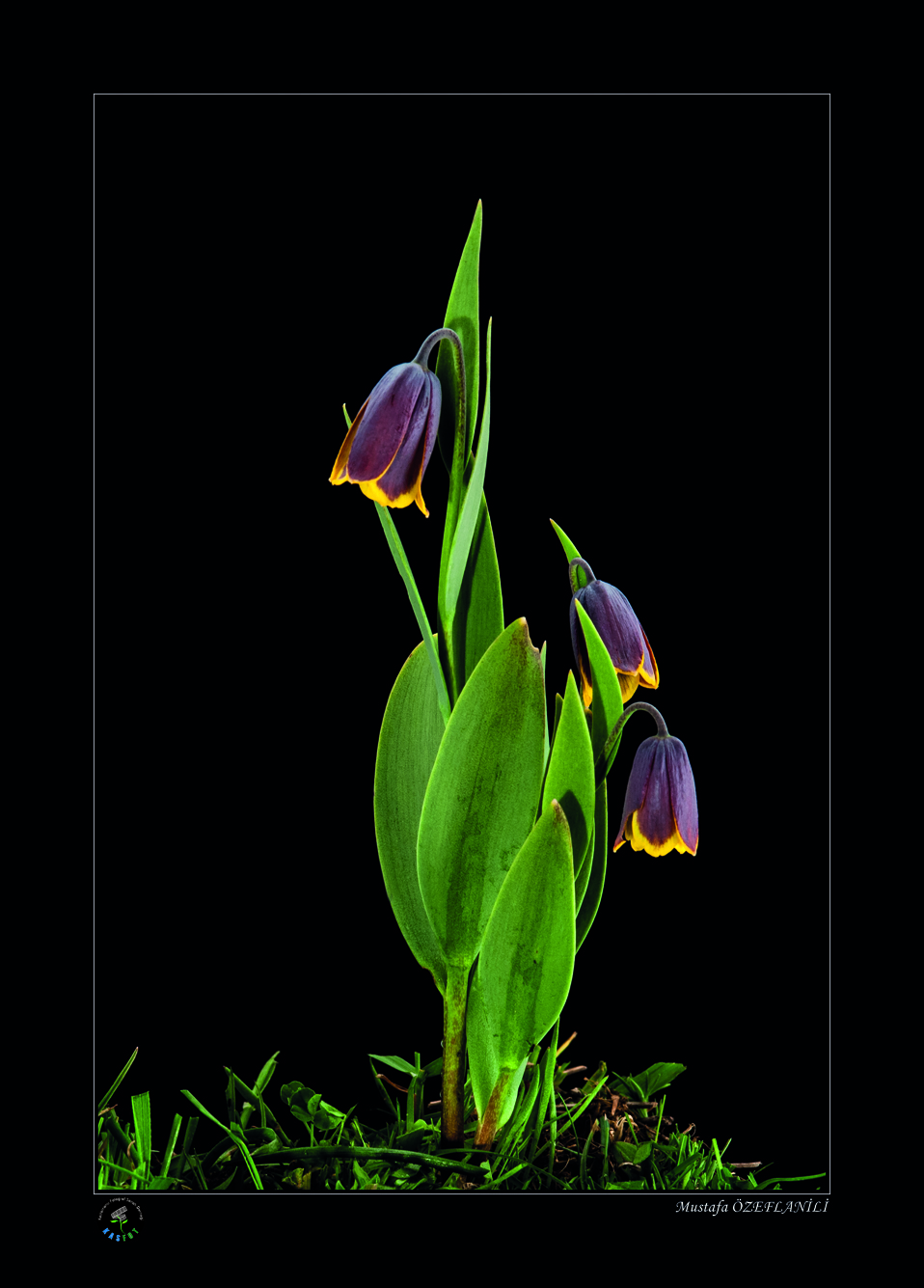 2020 Makro Sergisi Fotoğrafları