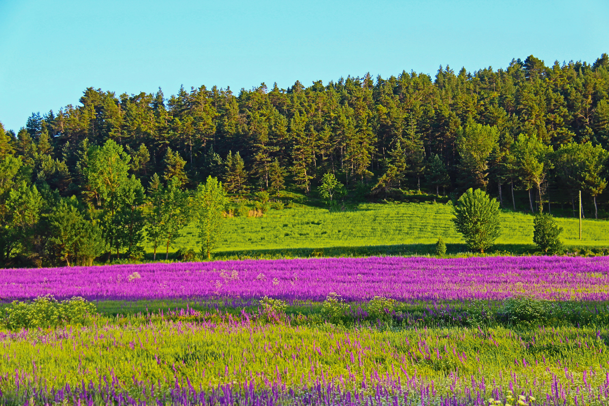 2024 Geleceğe Nefes Ormanlarımız Sergi Fotoğrafları
