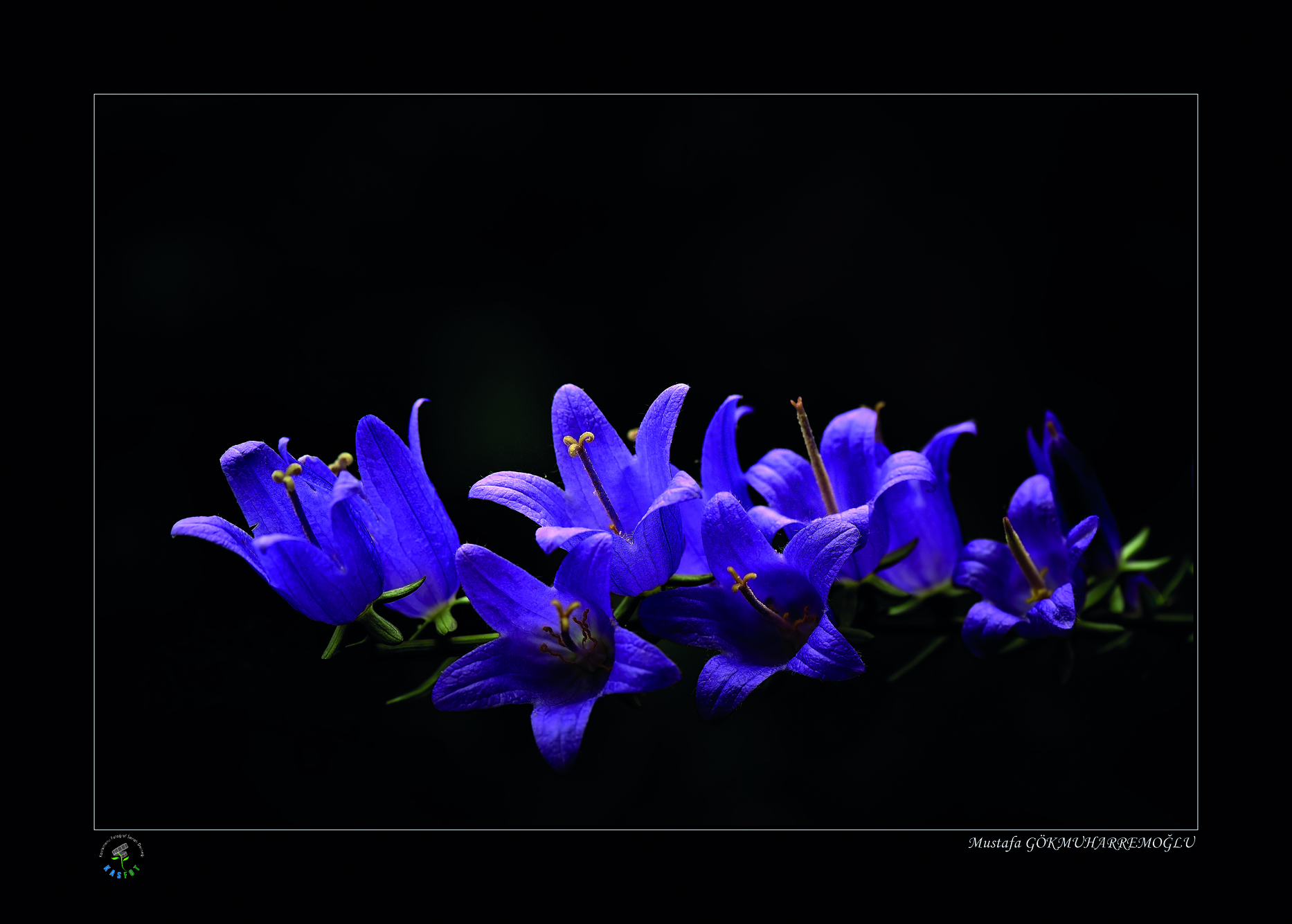 2020 Makro Sergisi Fotoğrafları