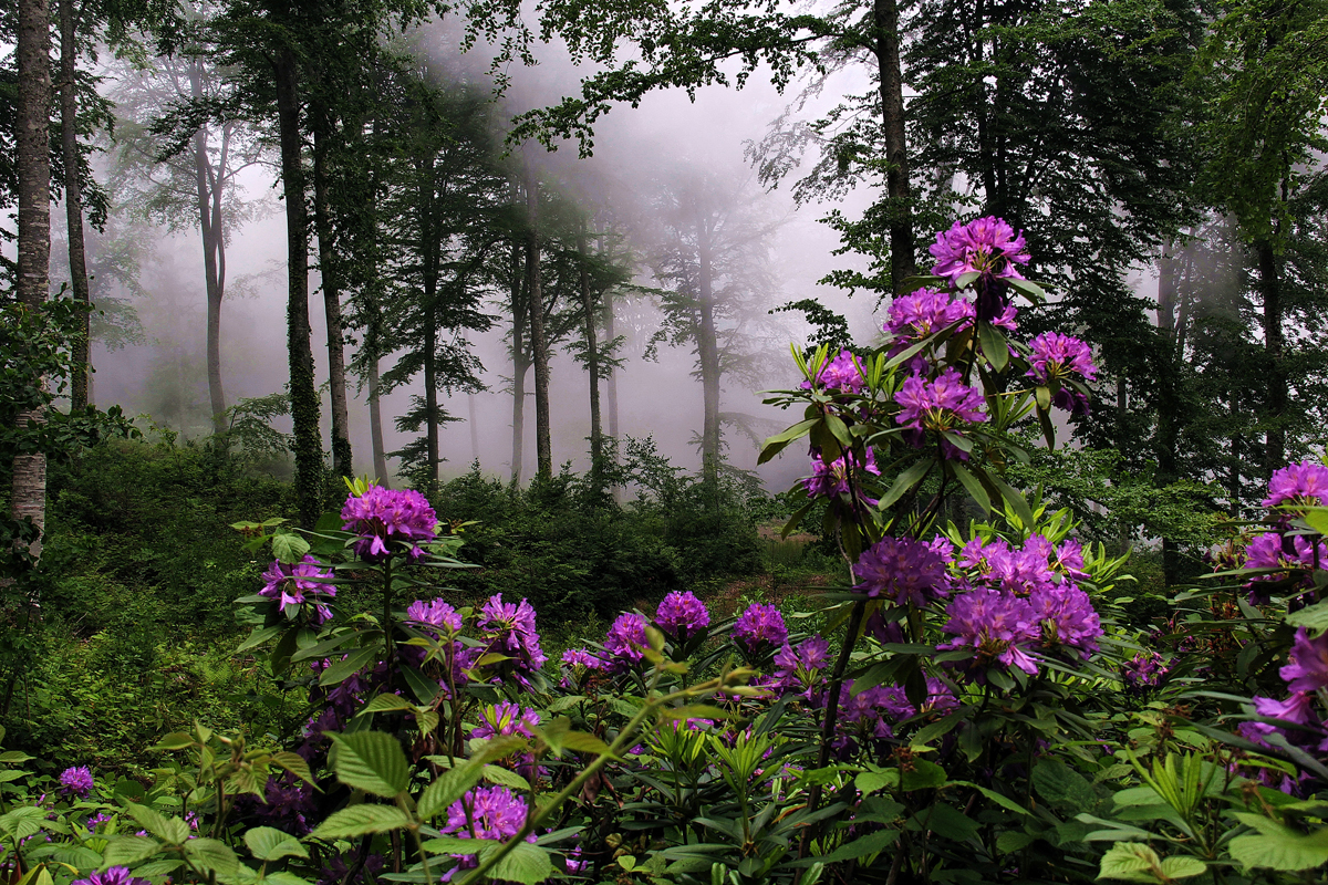 2024 Geleceğe Nefes Ormanlarımız Sergi Fotoğrafları