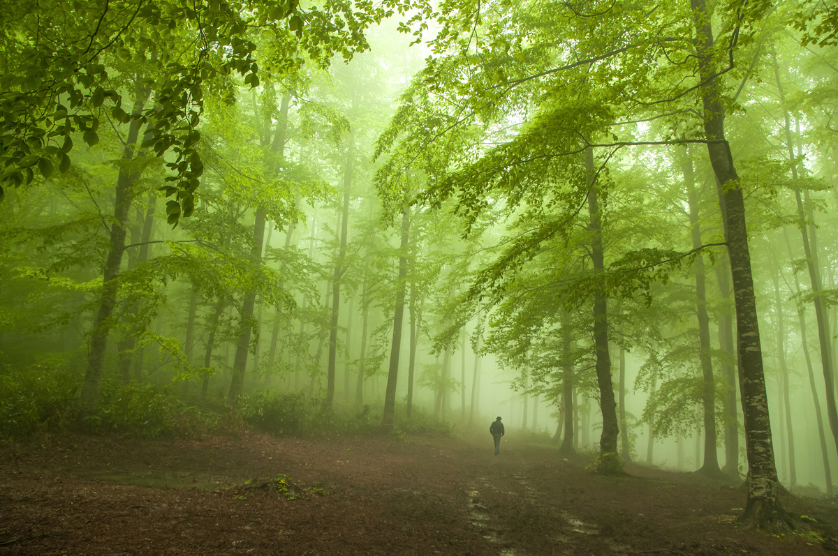 2024 Geleceğe Nefes Ormanlarımız Sergi Fotoğrafları