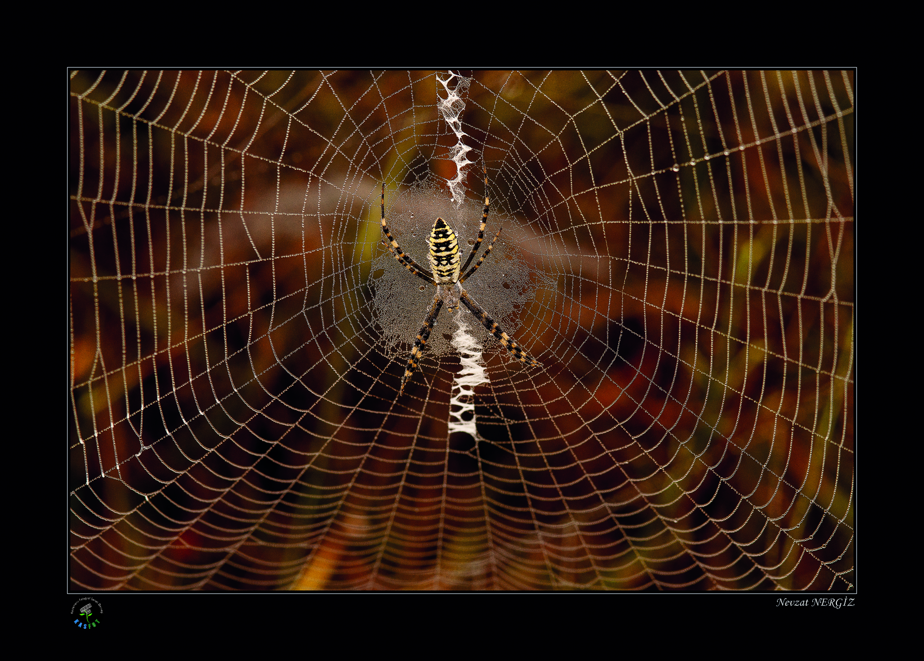 2020 Makro Sergisi Fotoğrafları