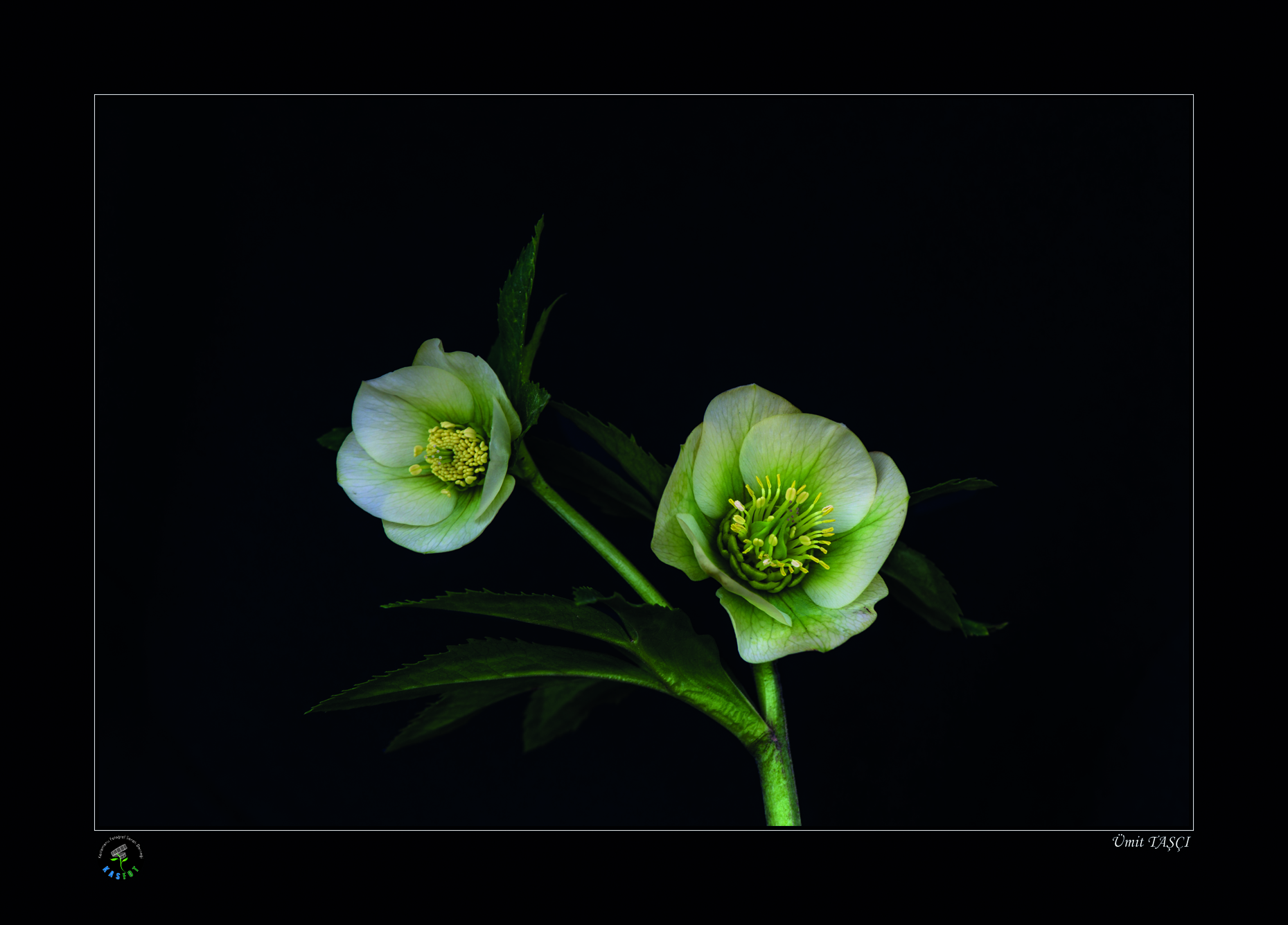 2020 Makro Sergisi Fotoğrafları