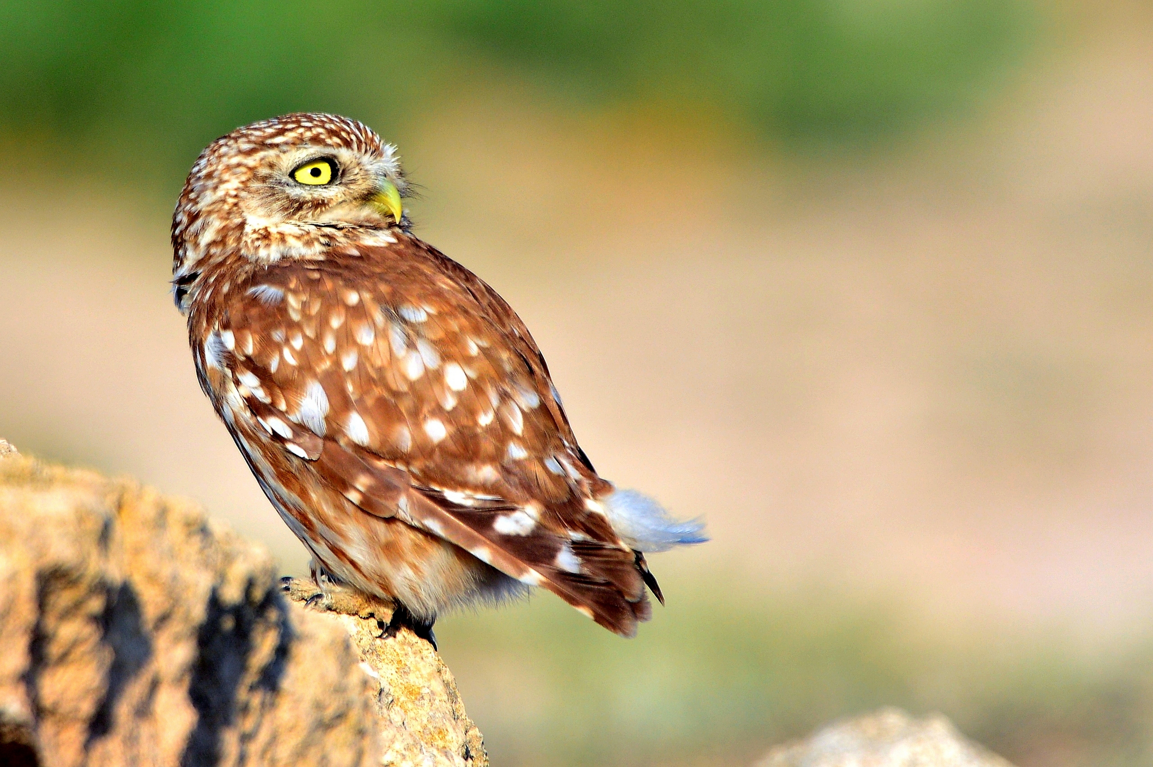 İÇİMİZDEN BİRİ (AYIN KONUĞU)  - KASIM