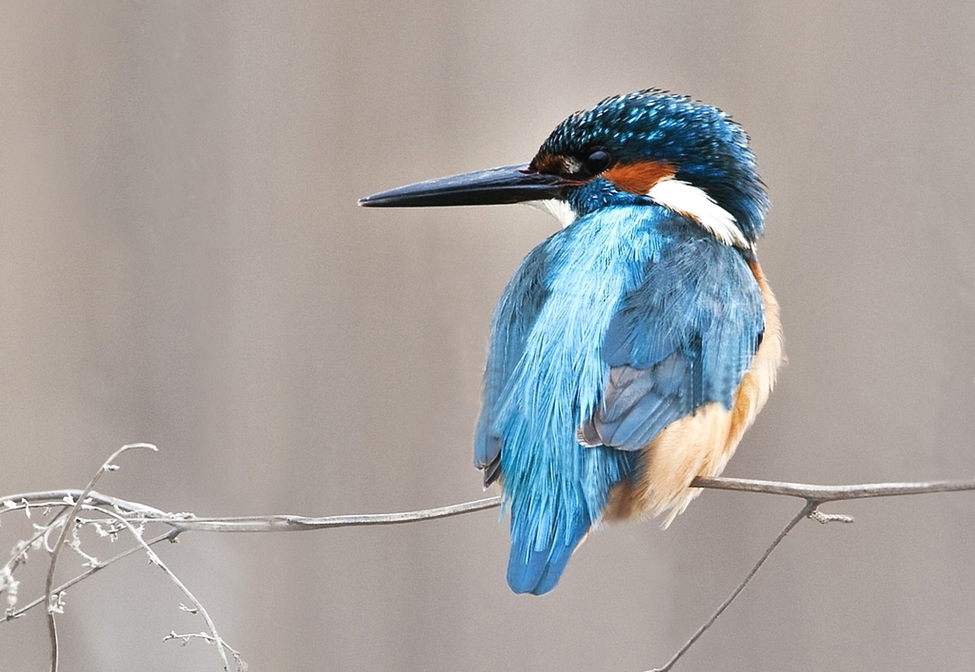 İÇİMİZDEN BİRİ (AYIN KONUĞU)  - KASIM