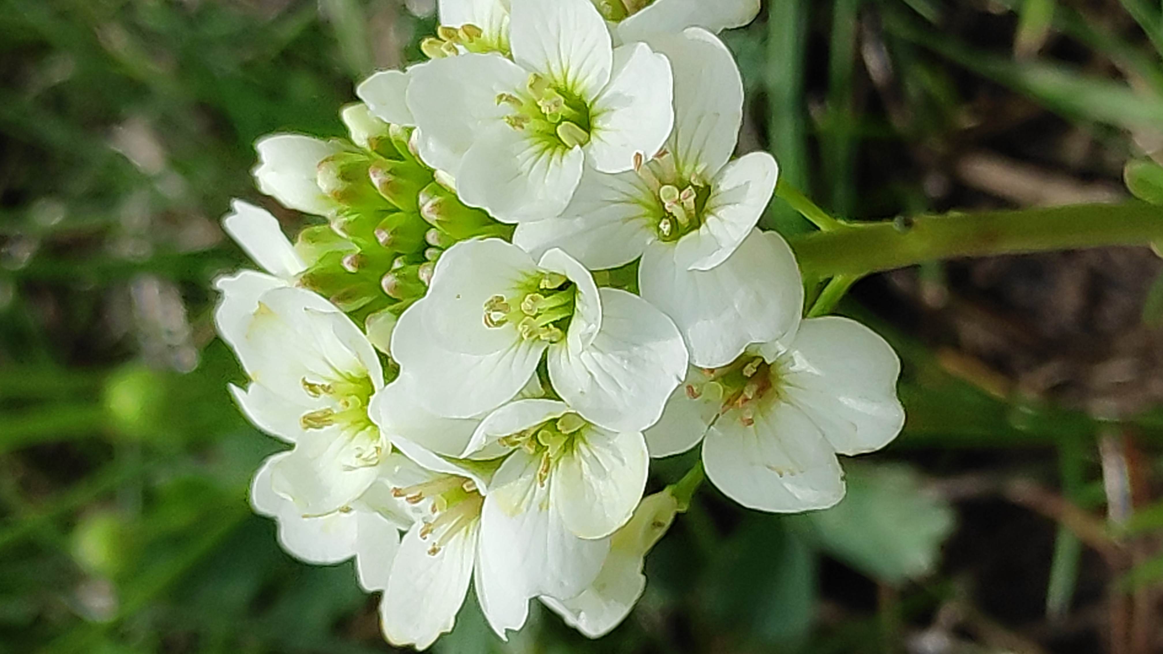 İÇİMİZDEN BİRİ (AYIN KONUĞU)  - HAZİRAN