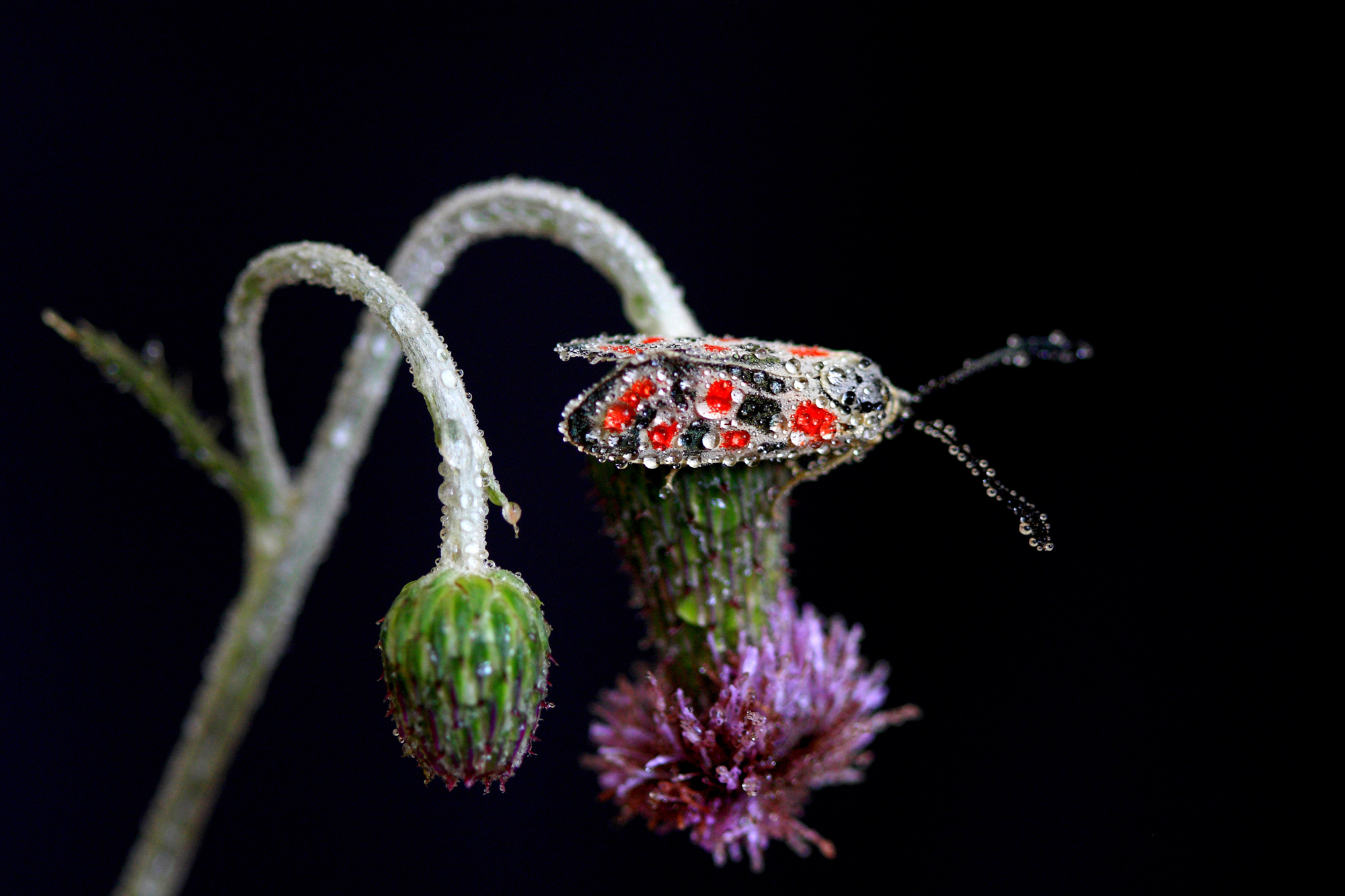 İÇİMİZDEN BİRİ (AYIN KONUĞU)  - EYLÜL
