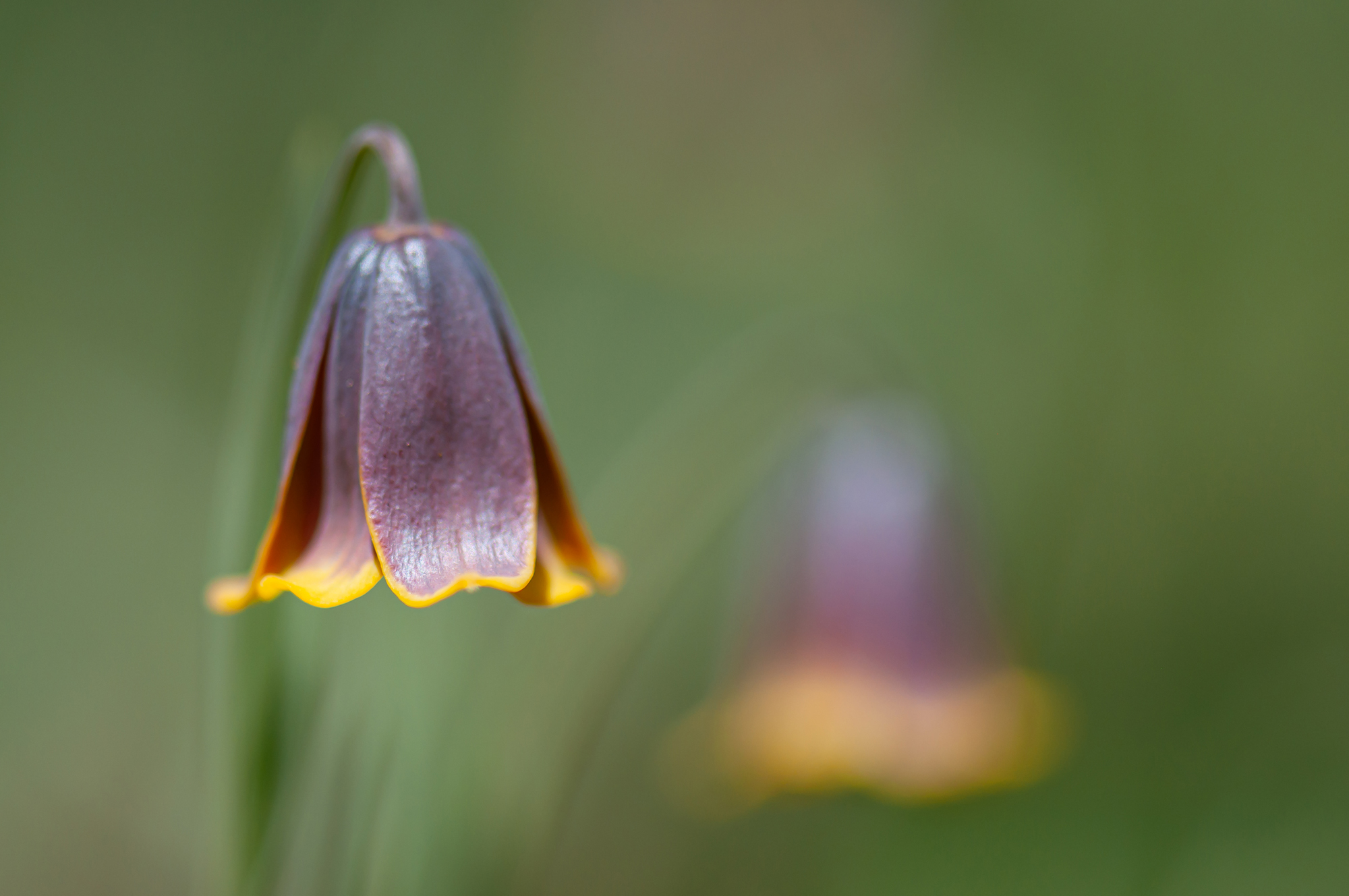 İÇİMİZDEN BİRİ (AYIN KONUĞU)  - MART
