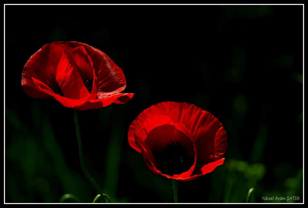 İÇİMİZDEN BİRİ (AYIN KONUĞU)  - TEMMUZ
