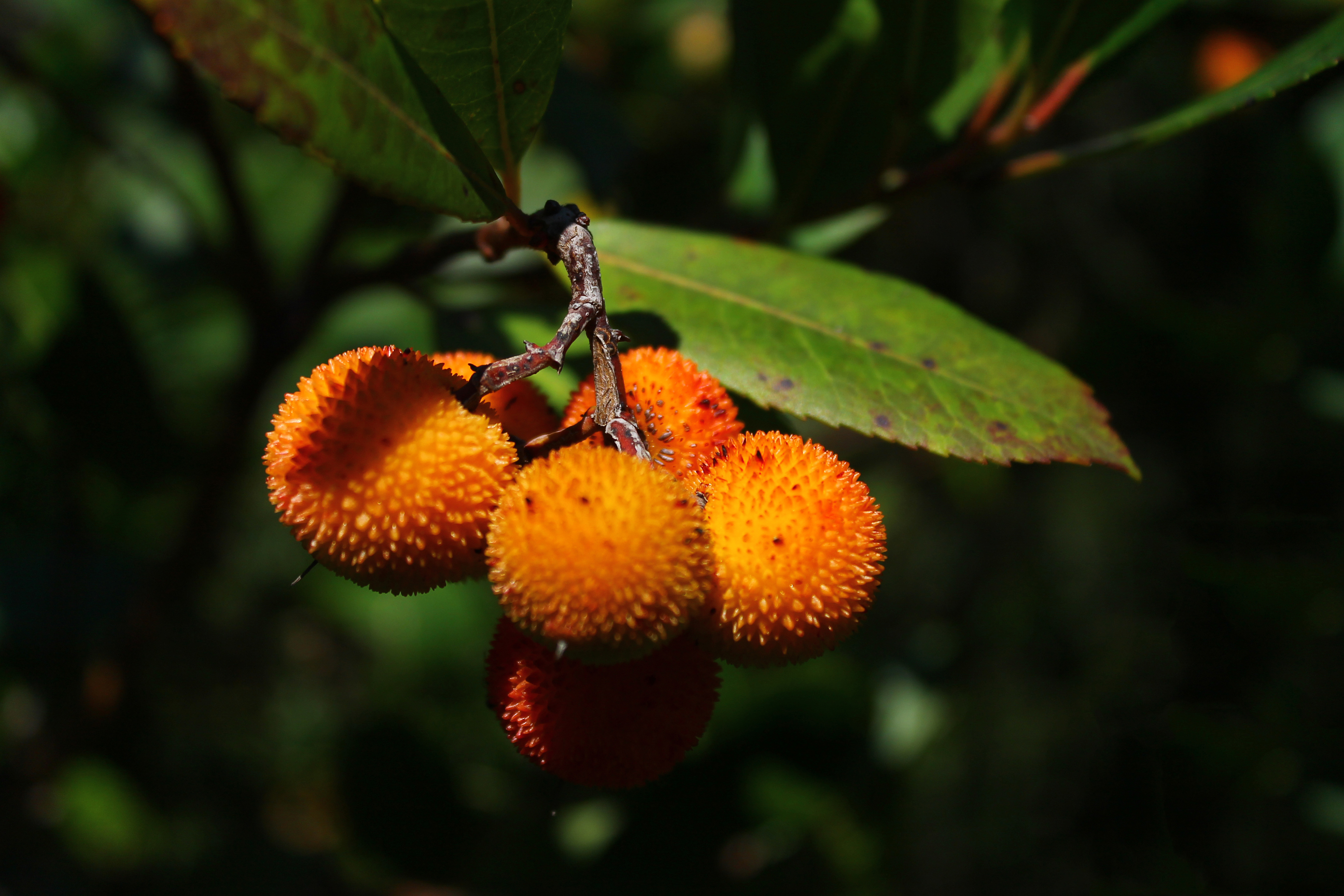 İÇİMİZDEN BİRİ (AYIN KONUĞU) ARALIK